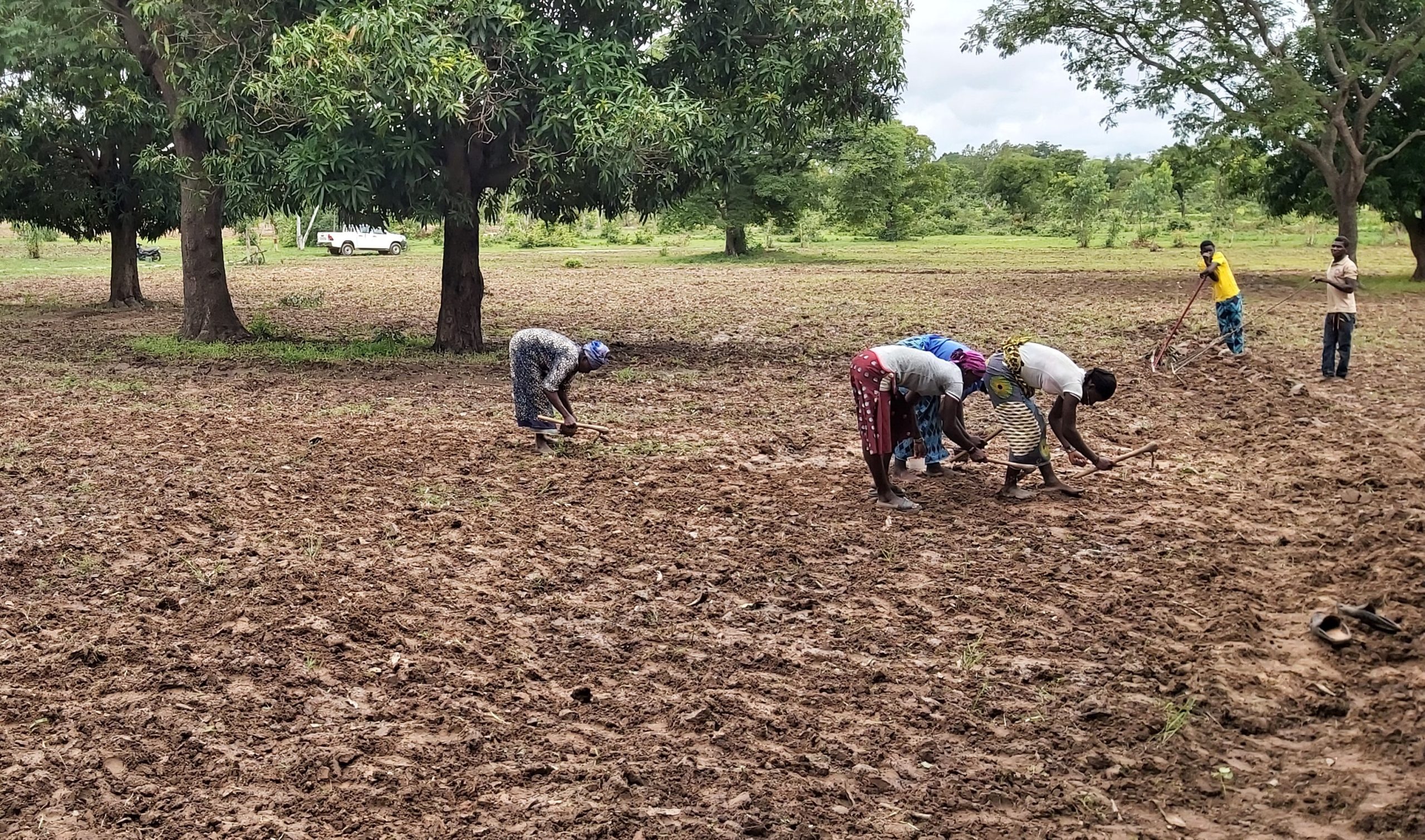 Background image for CIMMYT