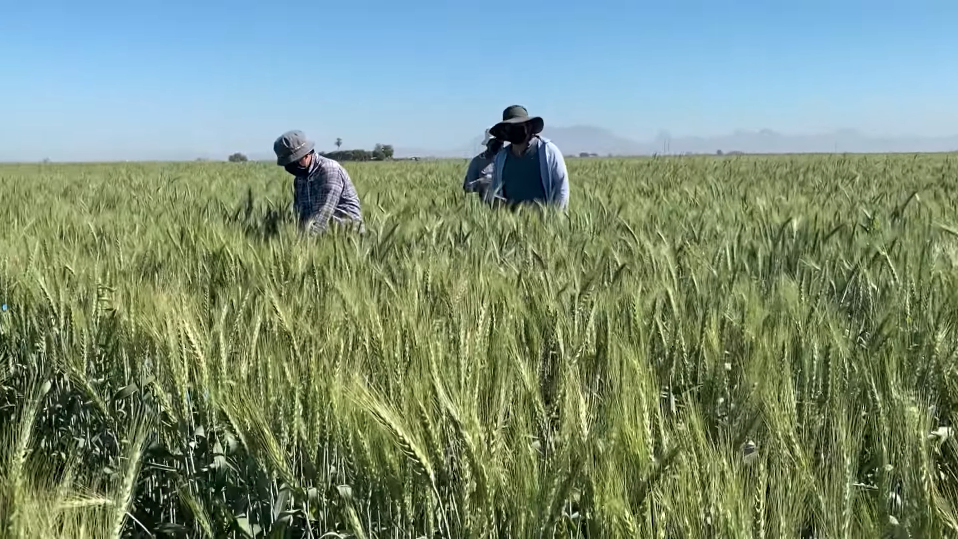 Background image for CIMMYT