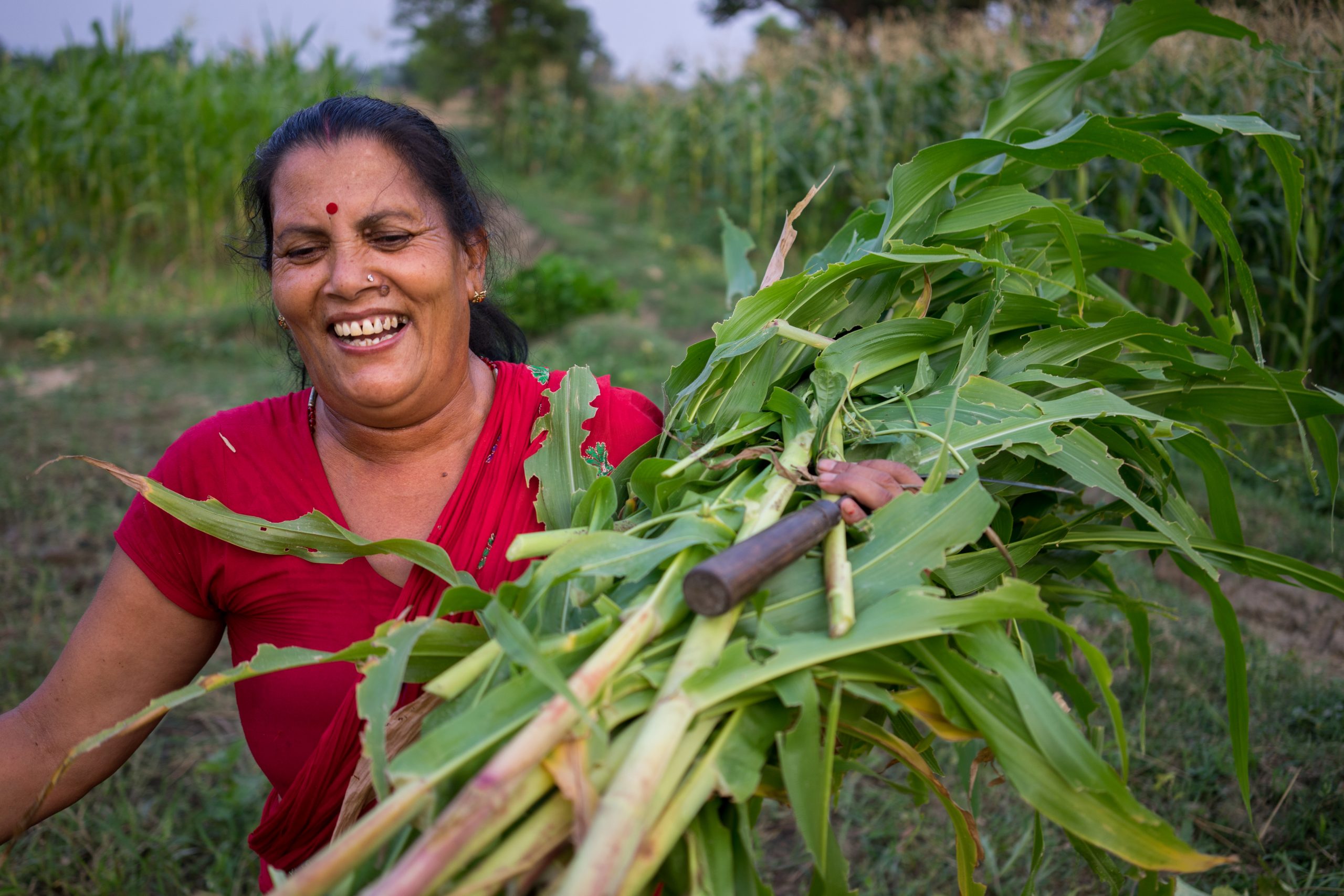 Background image for CIMMYT