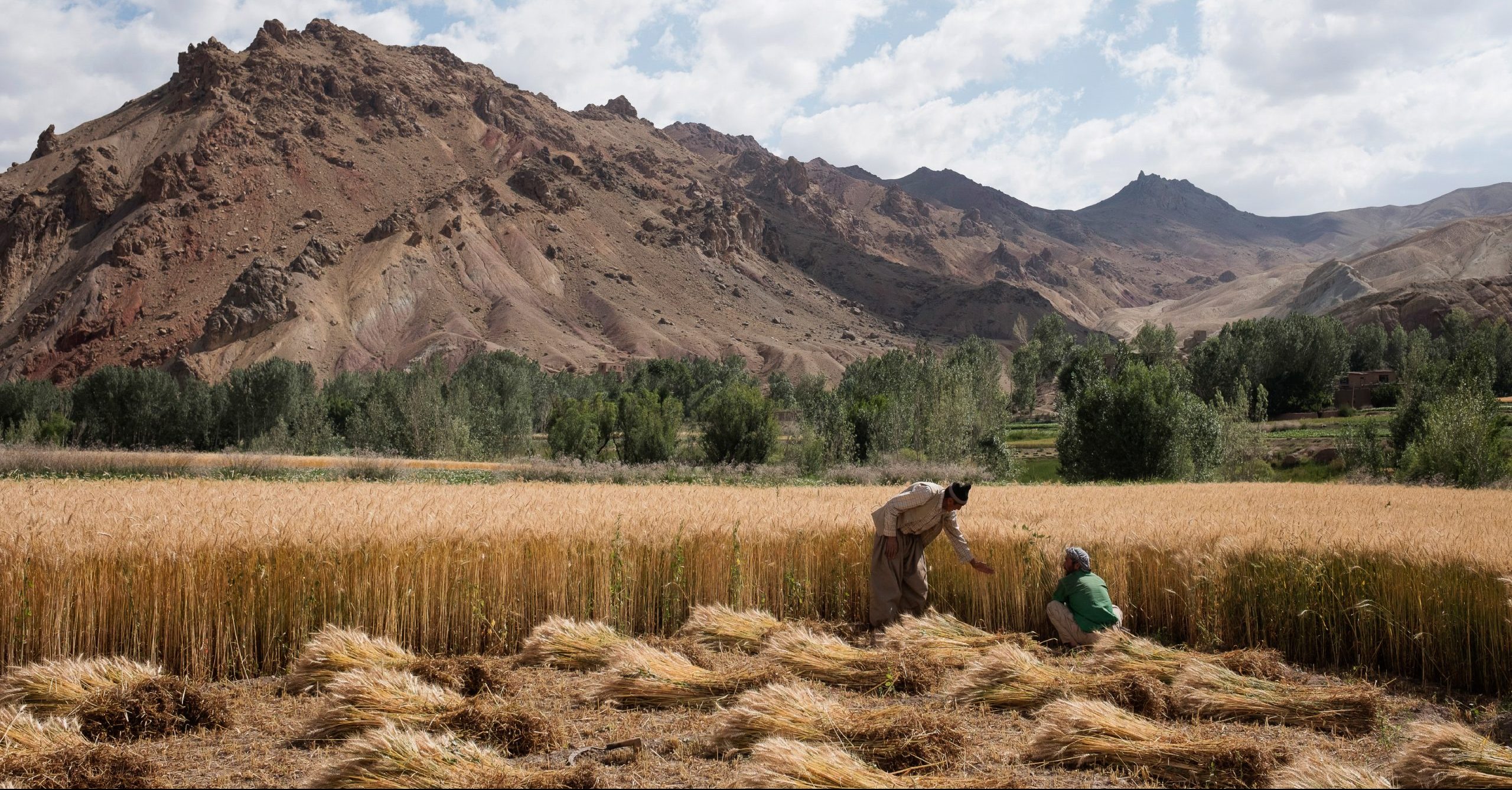 Background image for CIMMYT