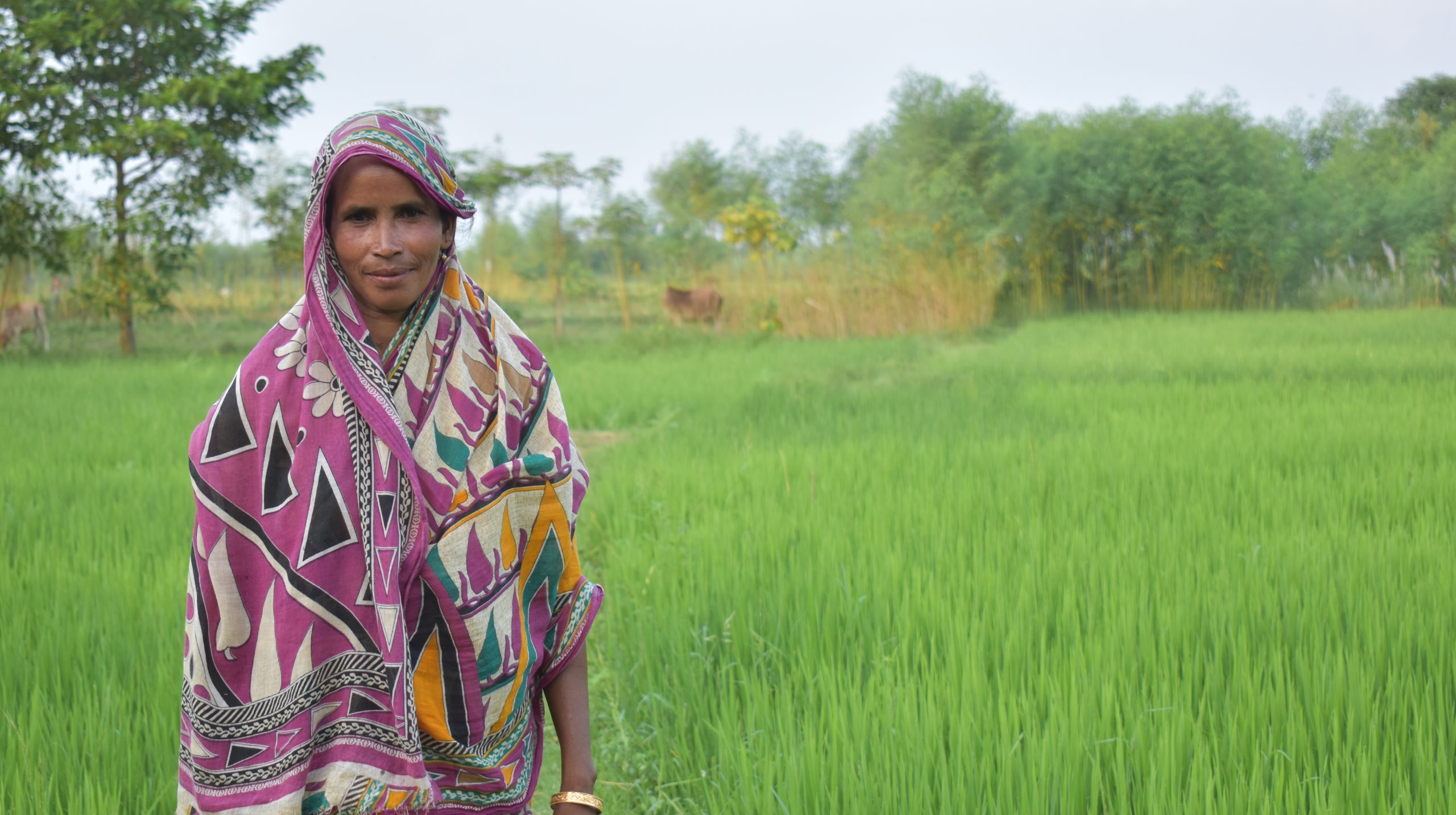 Background image for CIMMYT