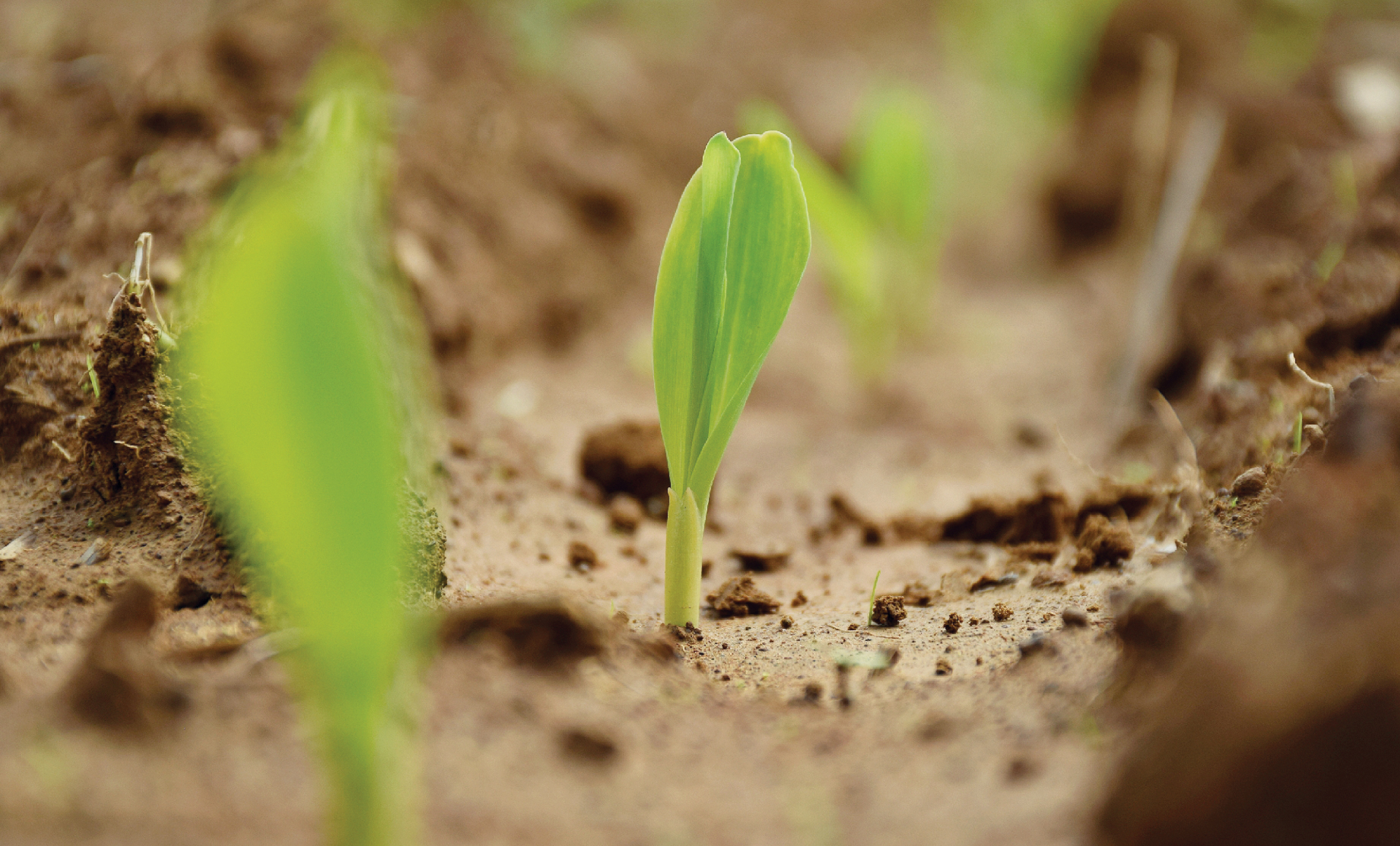 Background image for CIMMYT