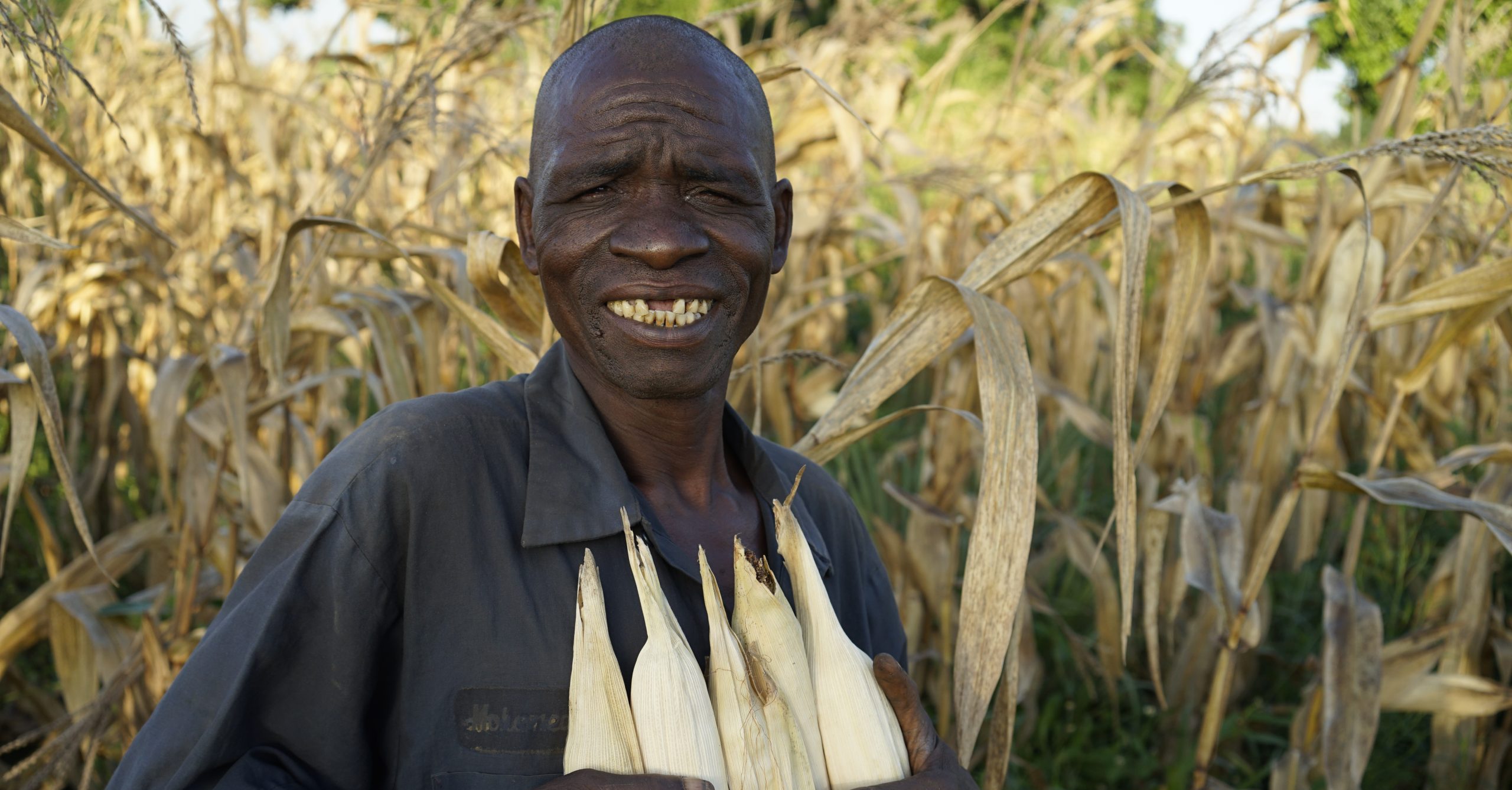 Background image for CIMMYT