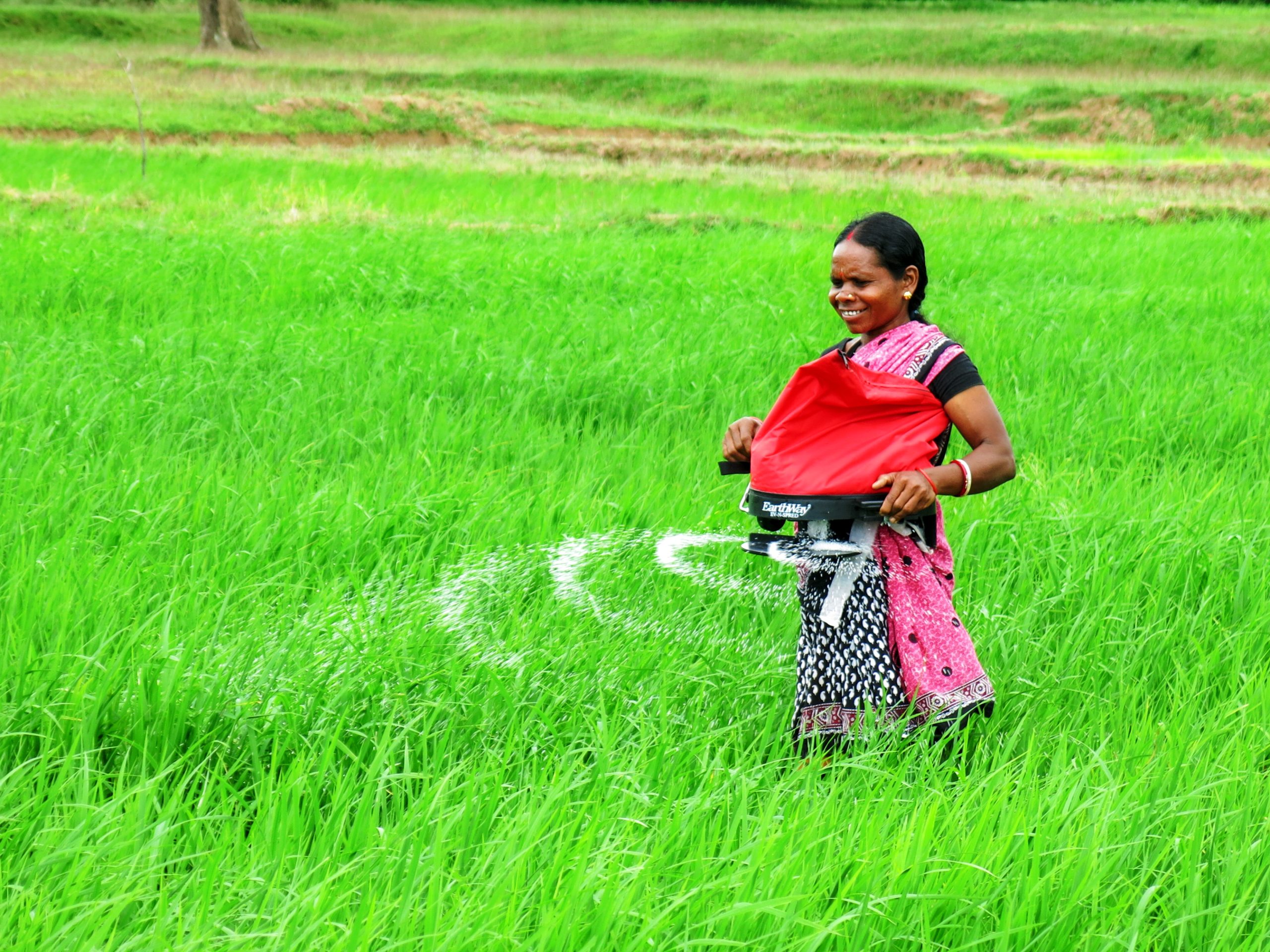 Background image for CIMMYT