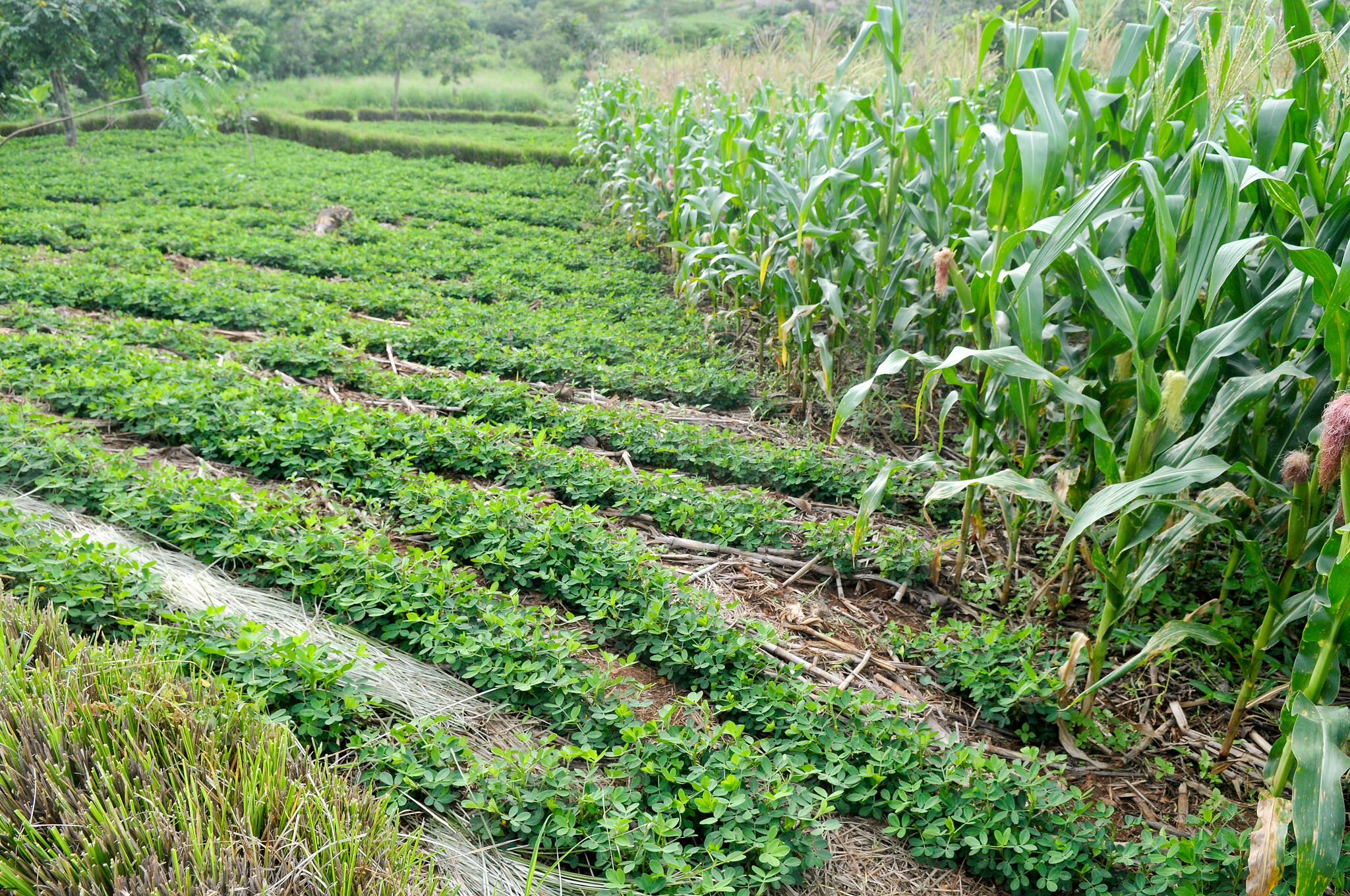 Background image for CIMMYT