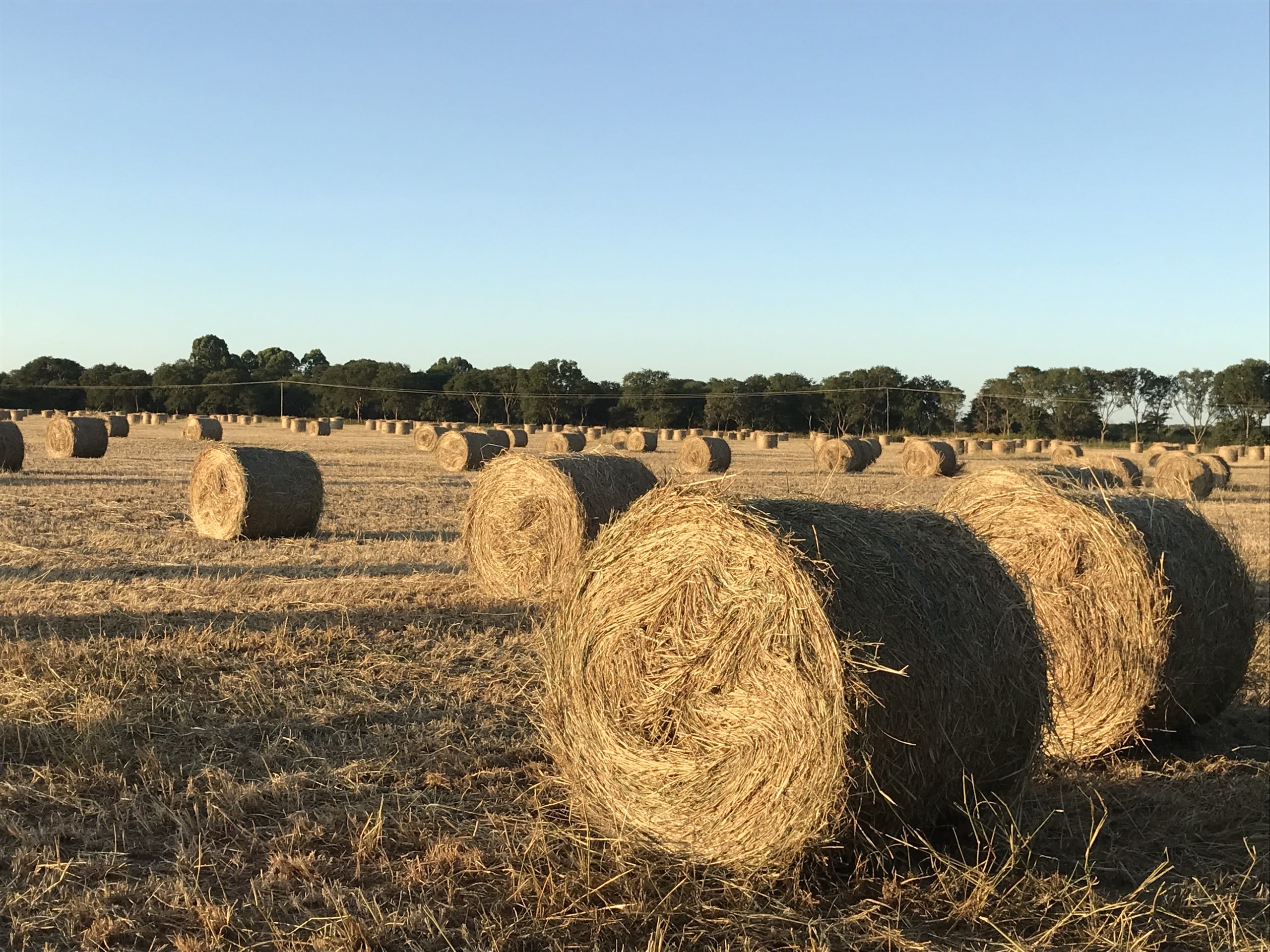 Background image for CIMMYT