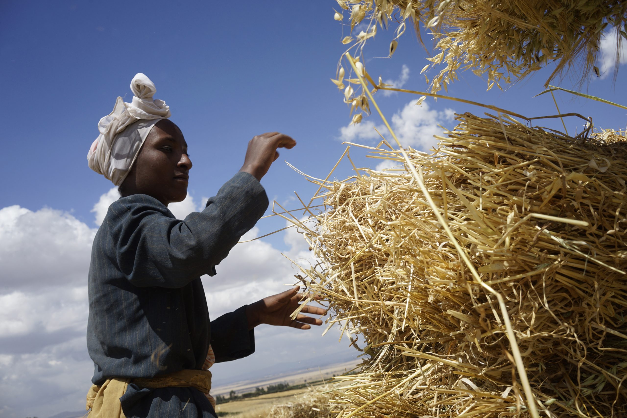 Background image for CIMMYT