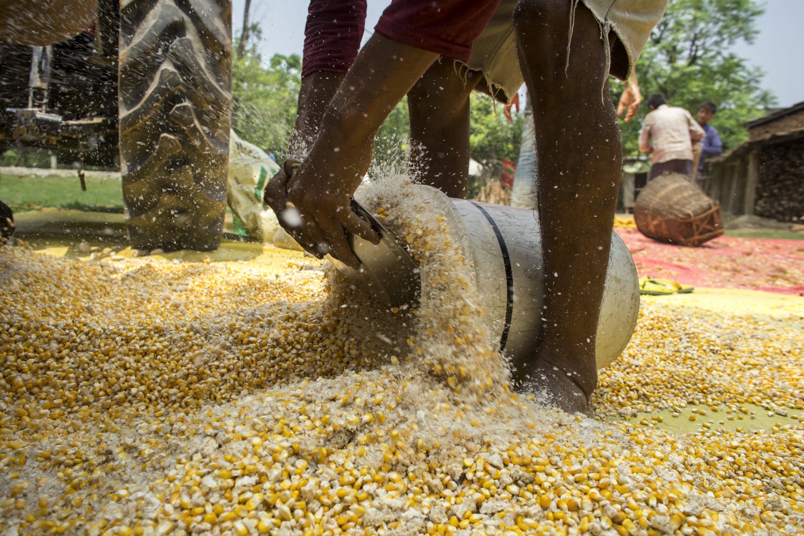 Background image for CIMMYT