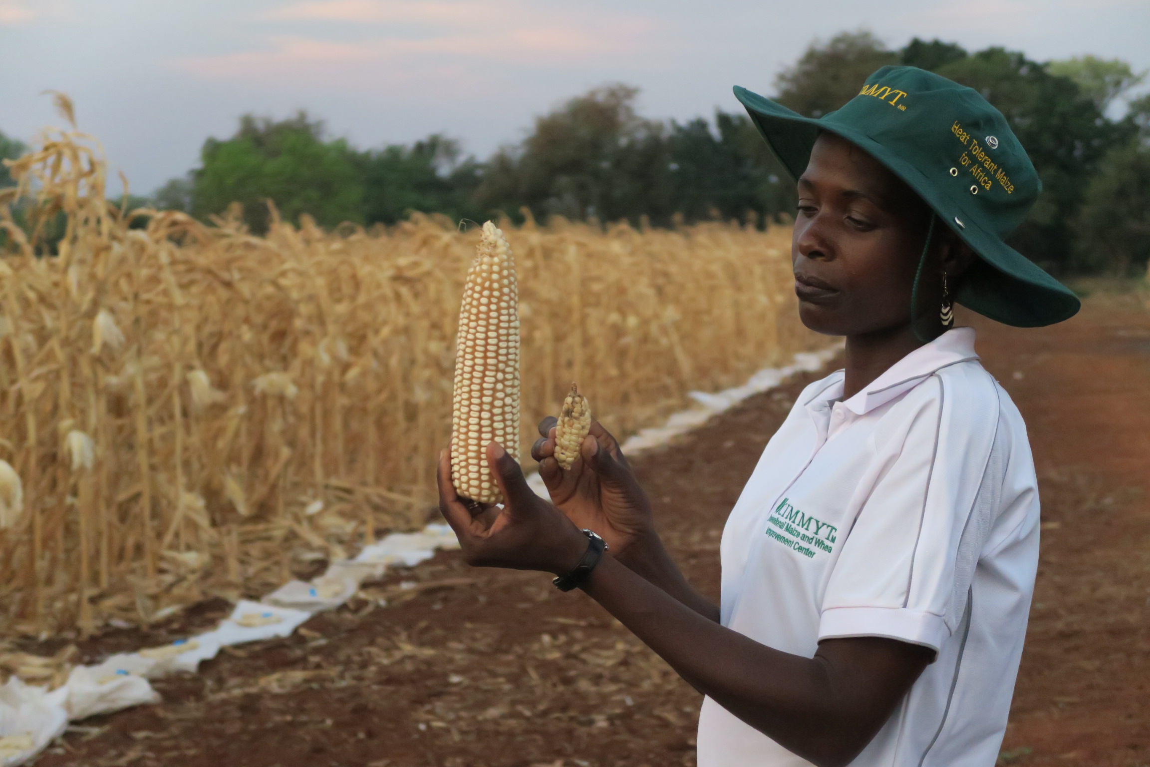 Background image for CIMMYT