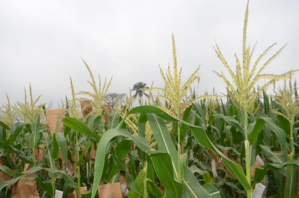 Background image for CIMMYT