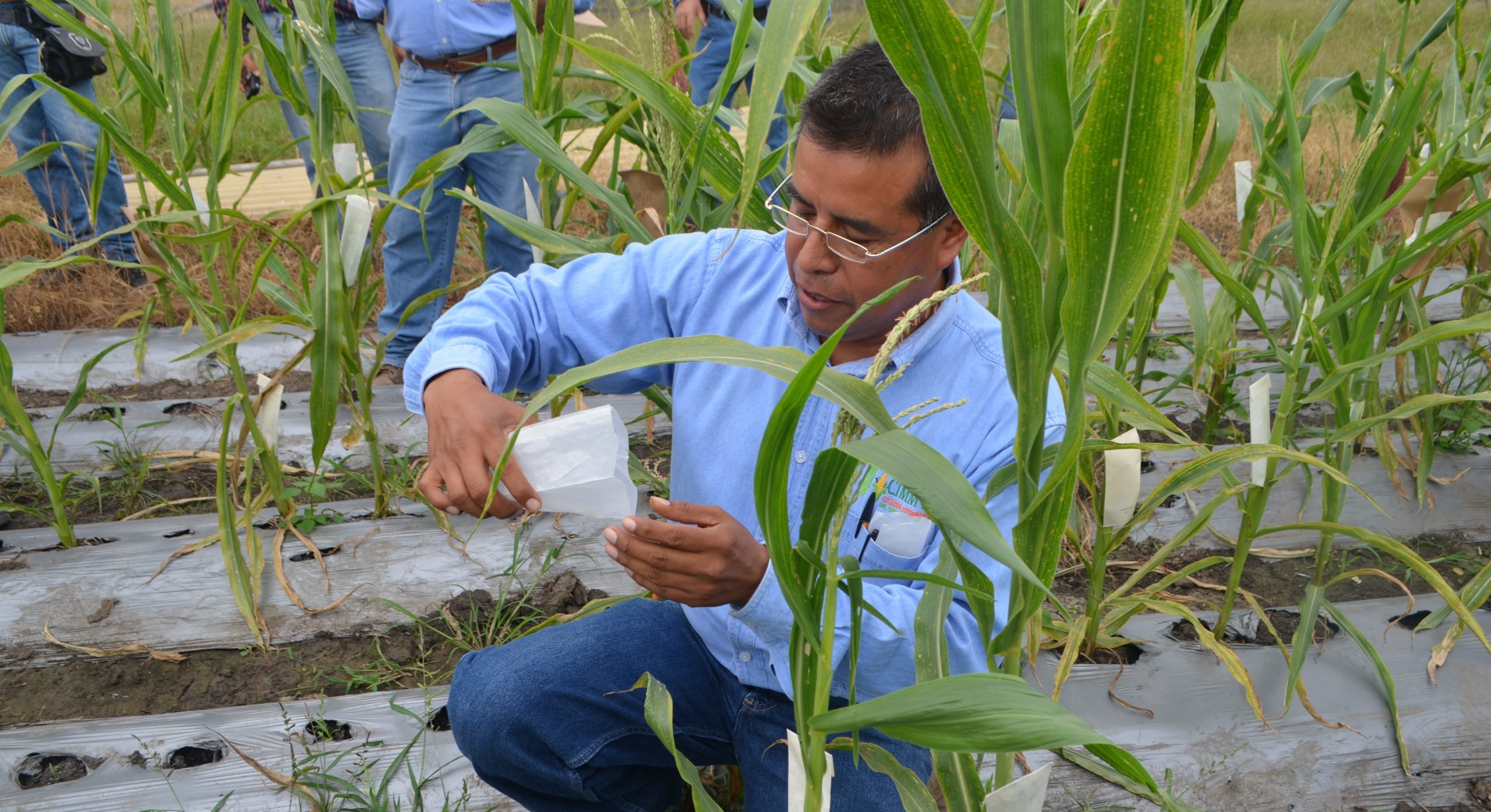 Background image for CIMMYT