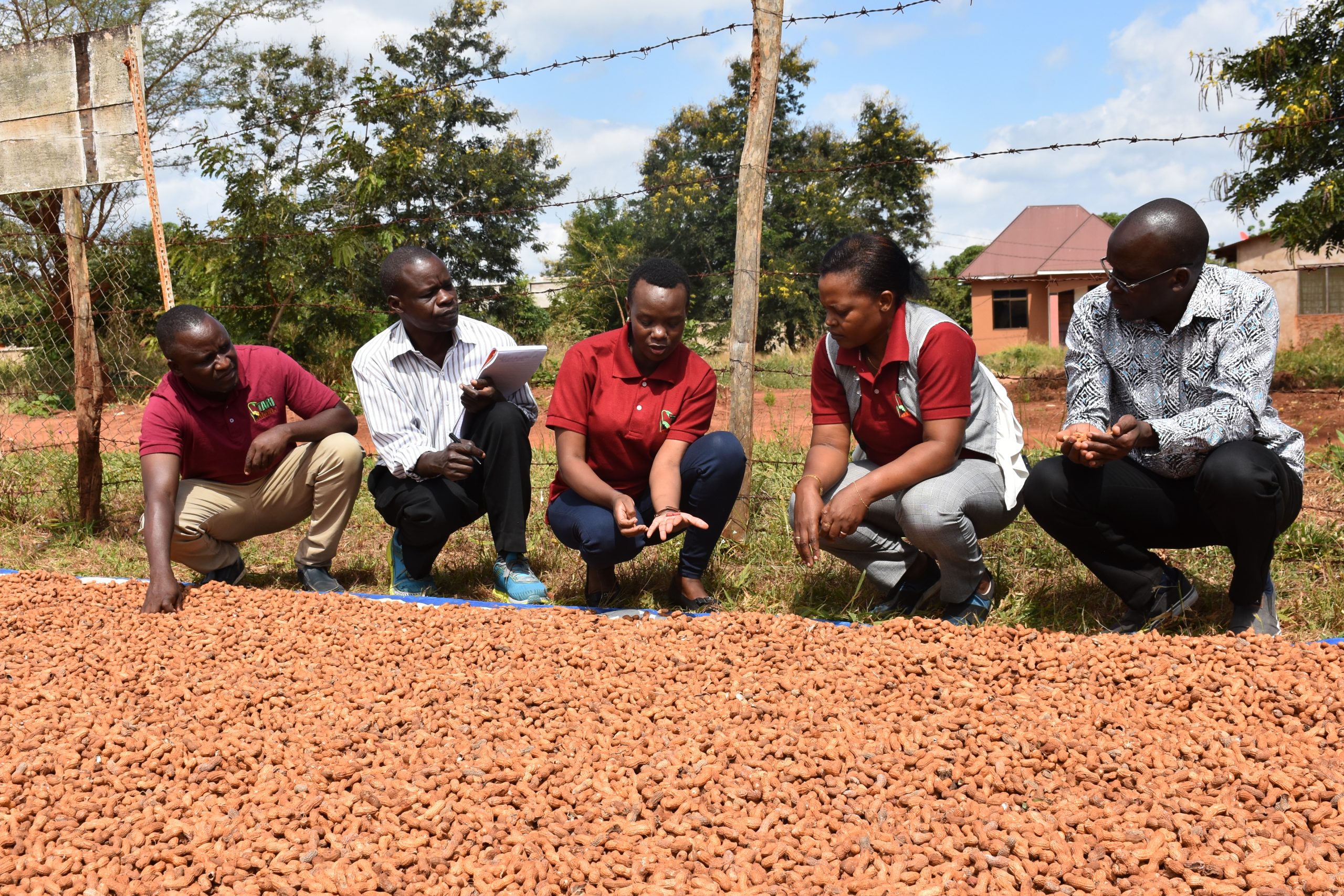 Background image for CIMMYT