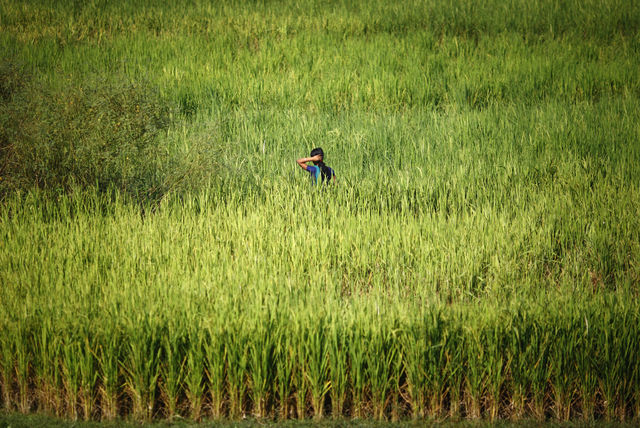 Background image for CIMMYT