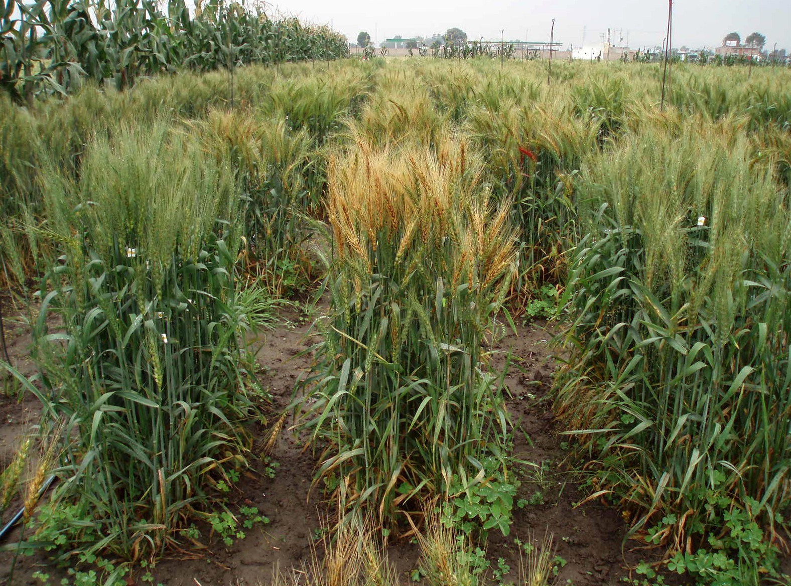 Background image for CIMMYT