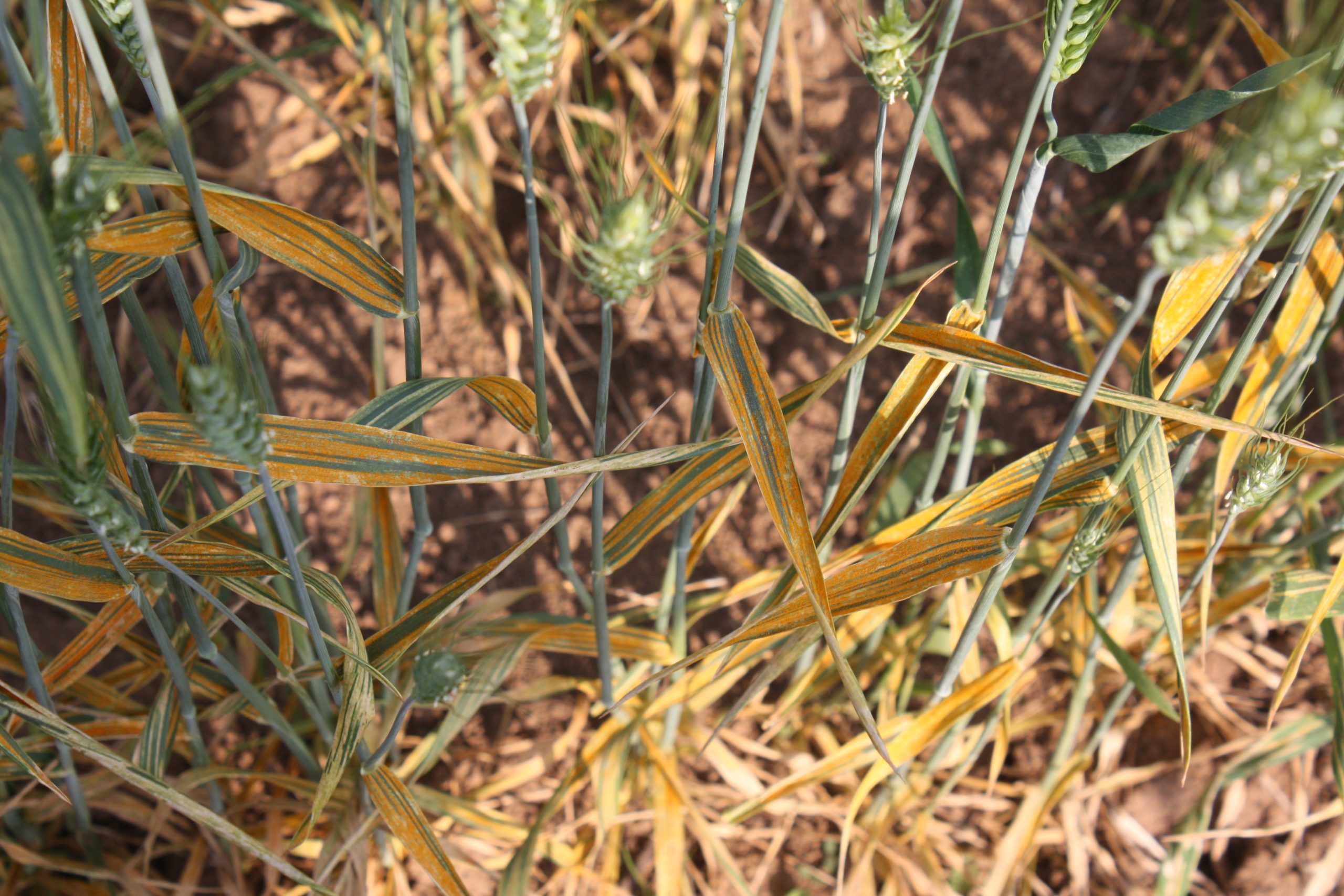 Background image for CIMMYT