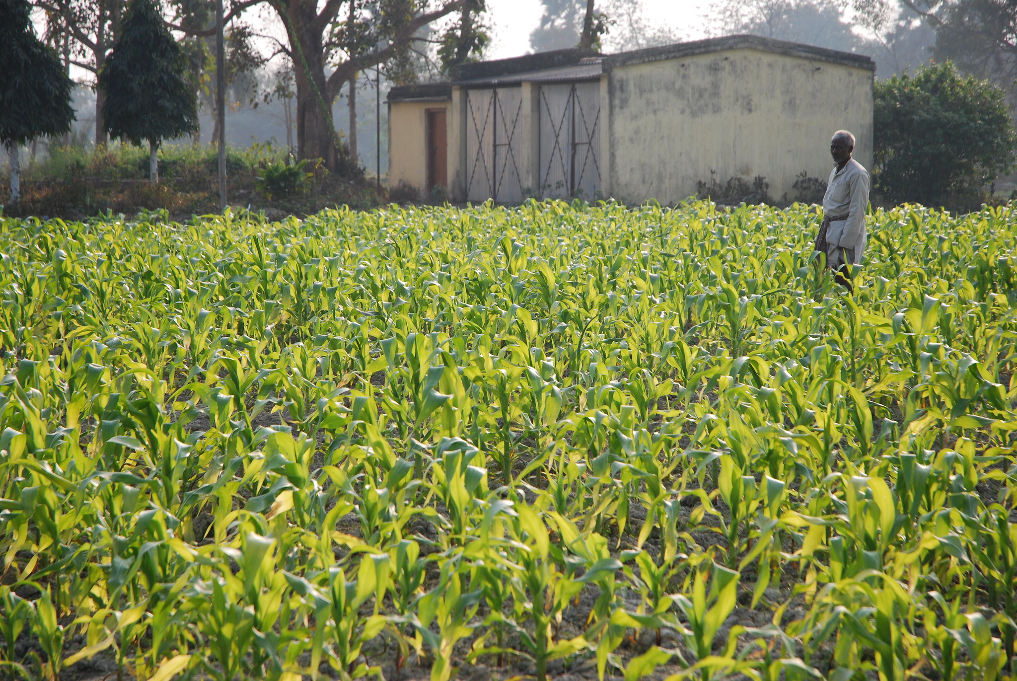 Background image for CIMMYT