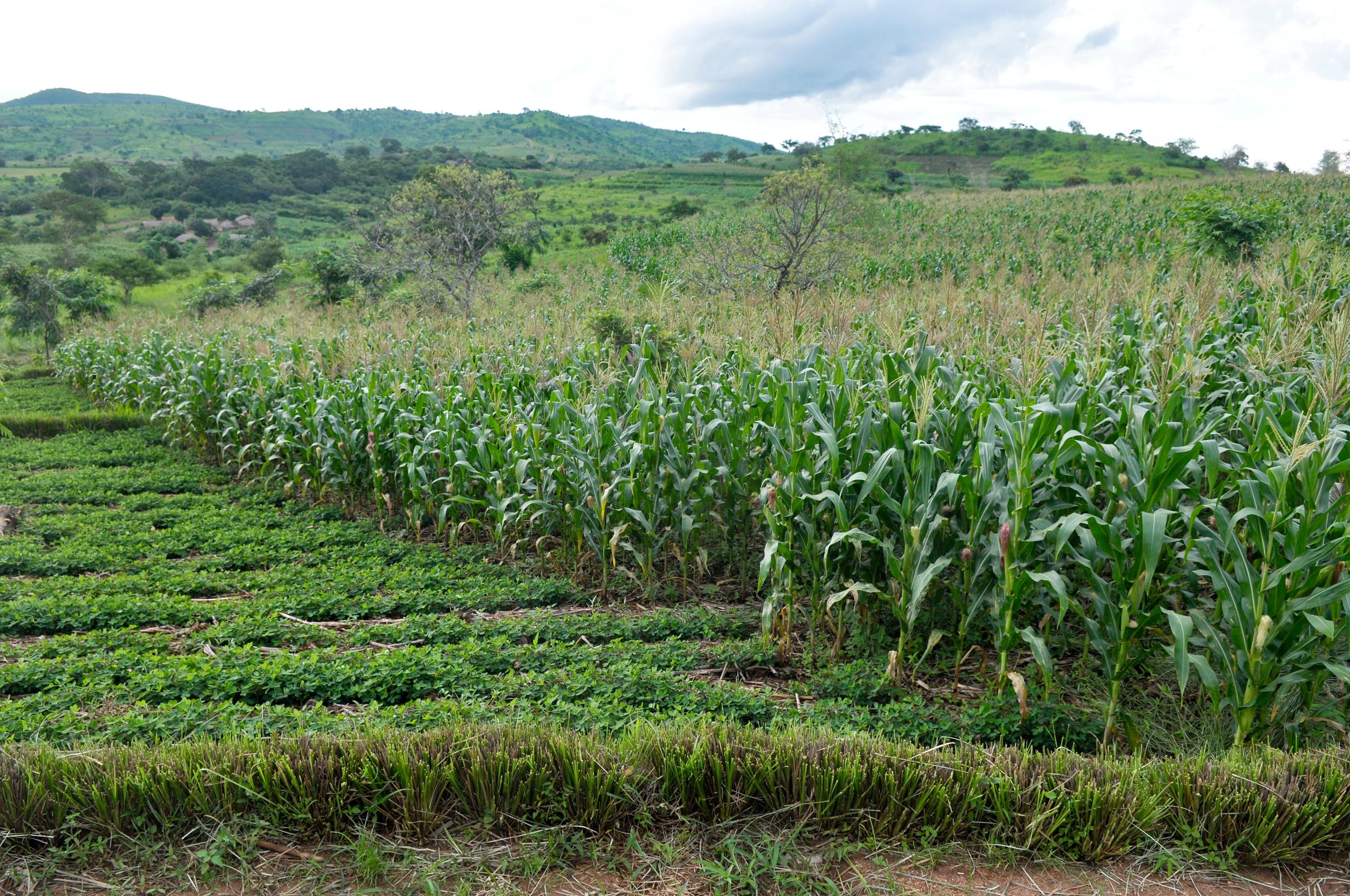 Background image for CIMMYT