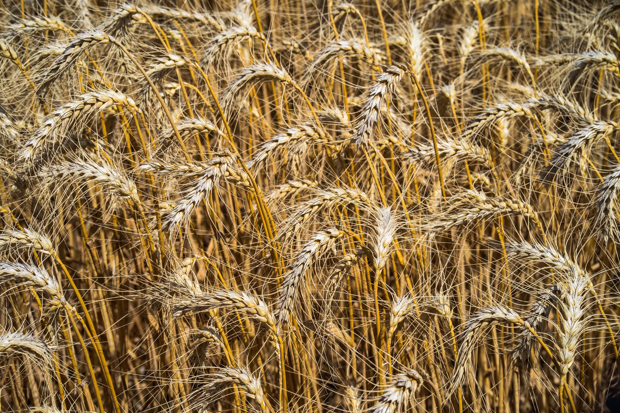 Background image for CIMMYT