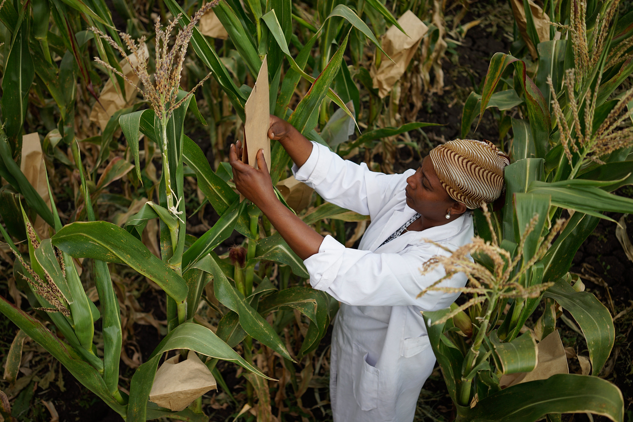 Background image for CIMMYT