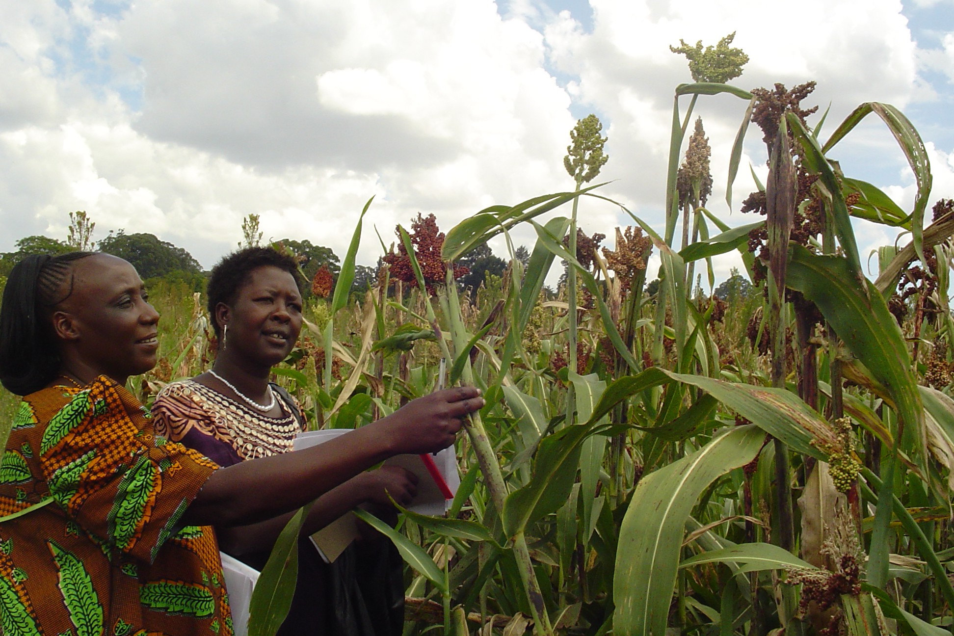 Background image for CIMMYT