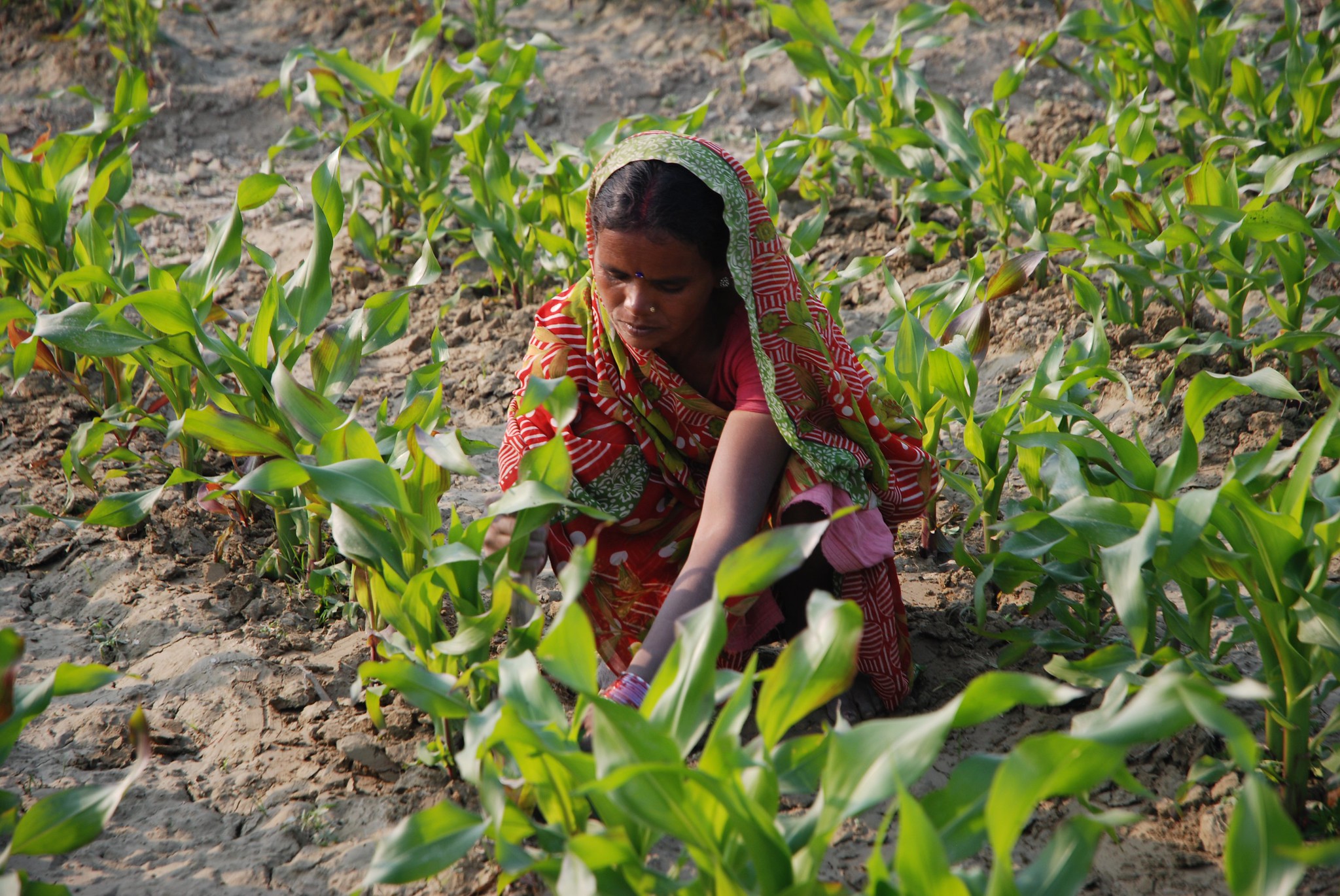 Background image for CIMMYT