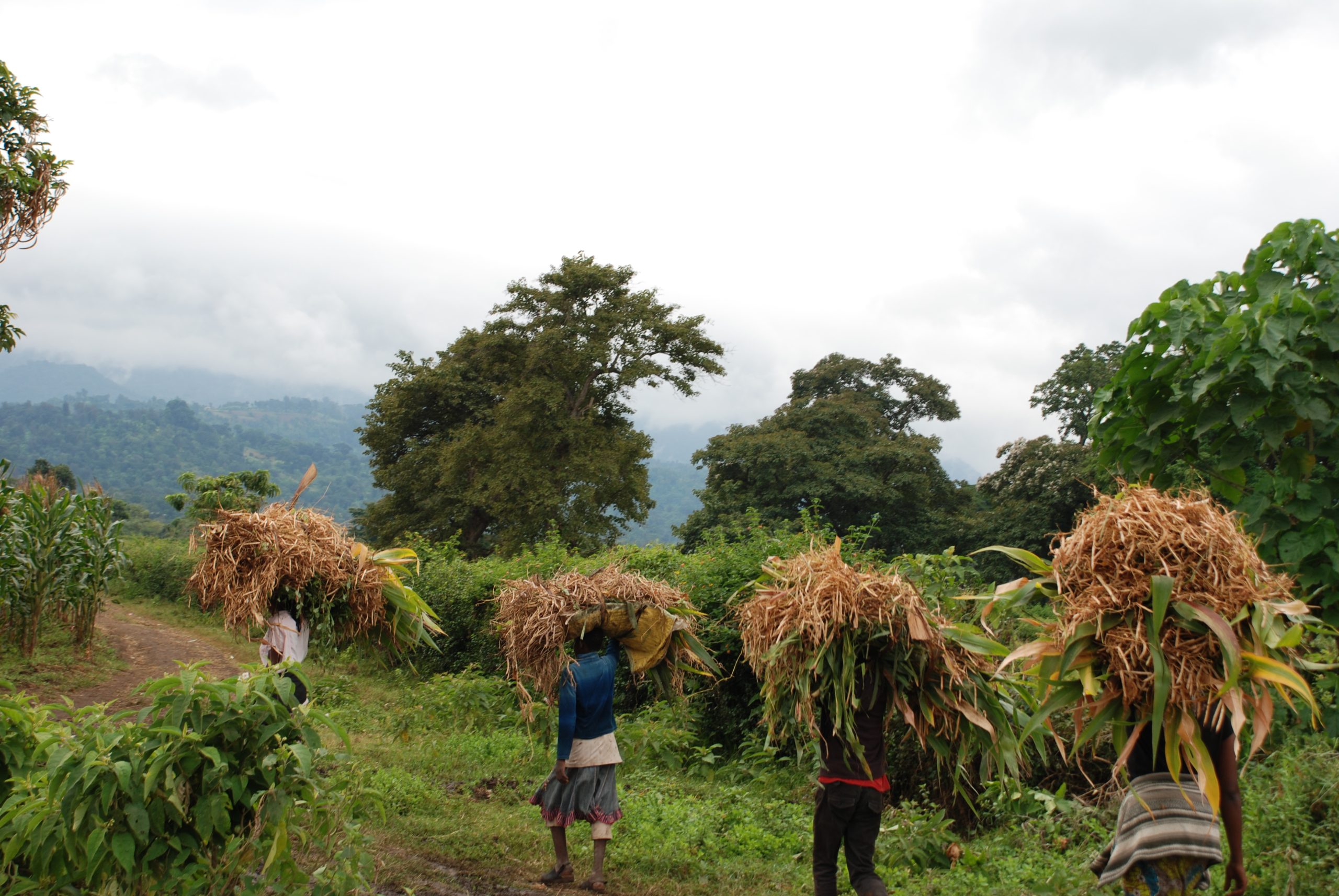 Background image for CIMMYT