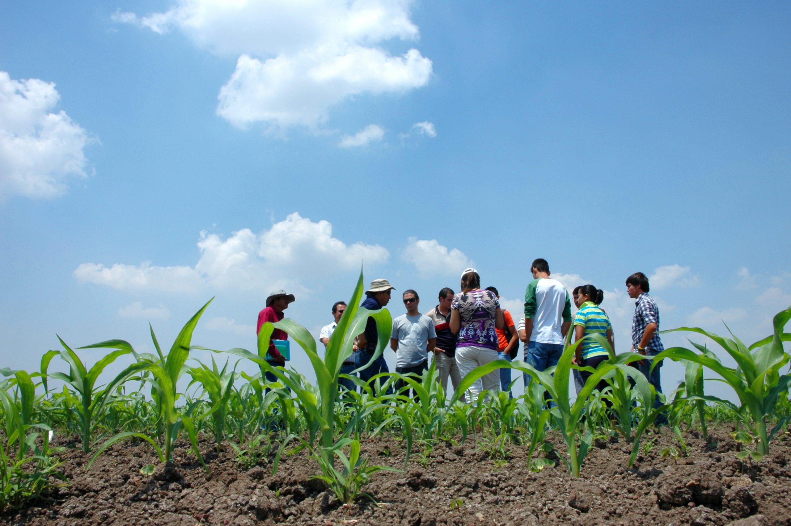 Background image for CIMMYT