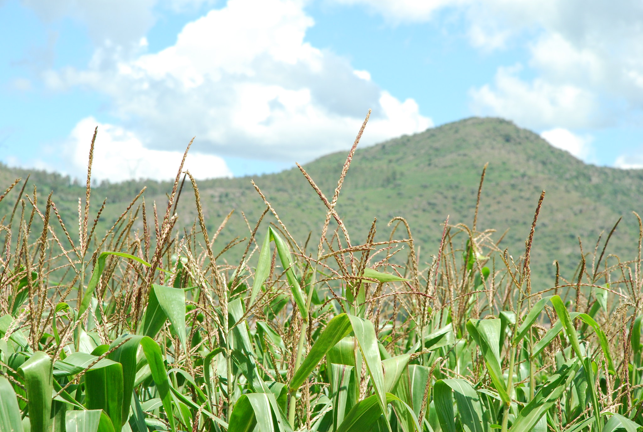 Background image for CIMMYT