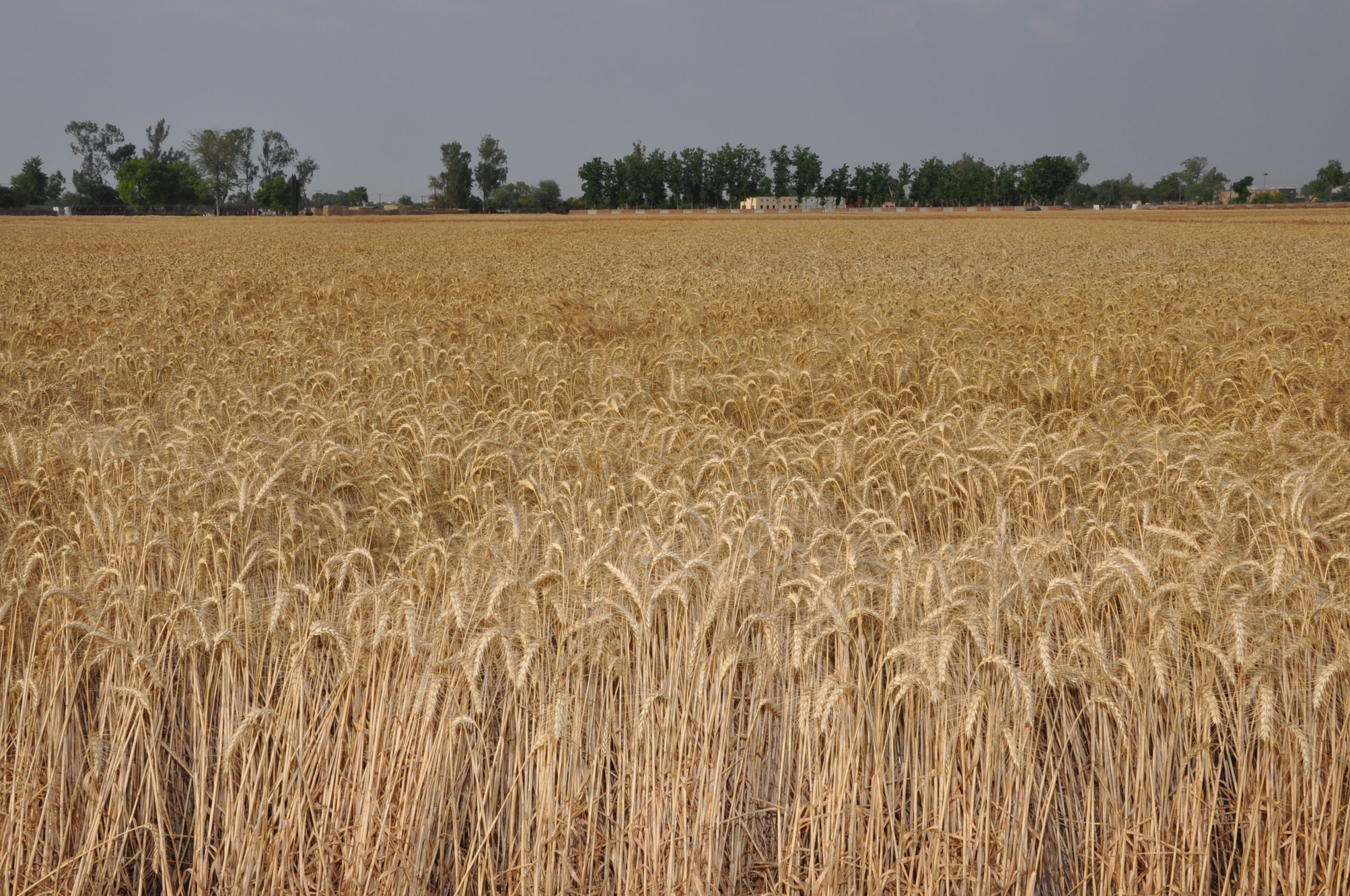 Background image for CIMMYT