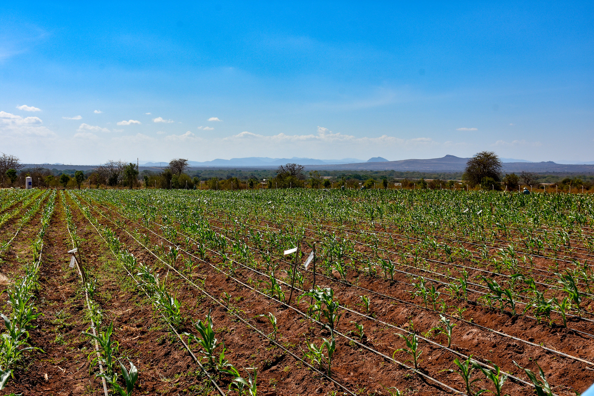 Background image for CIMMYT