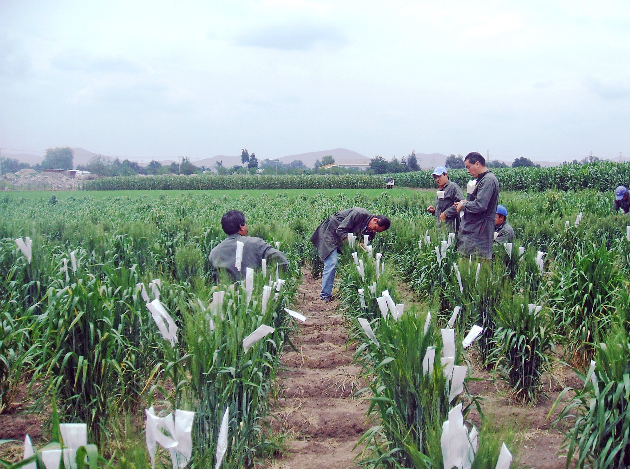 Background image for CIMMYT