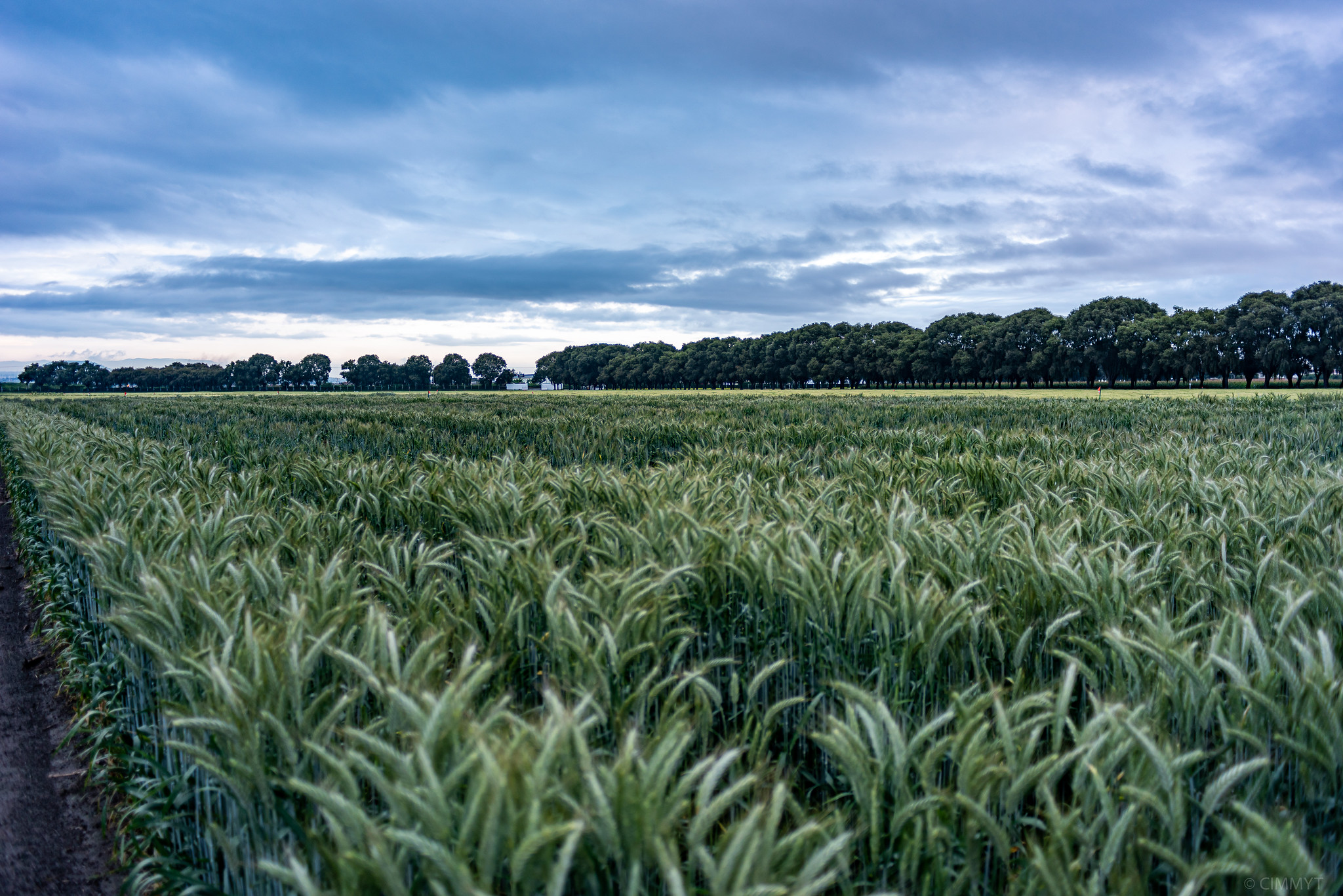 Background image for CIMMYT