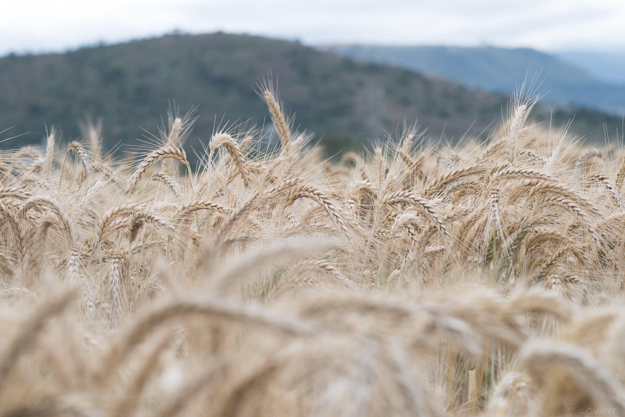 Background image for CIMMYT