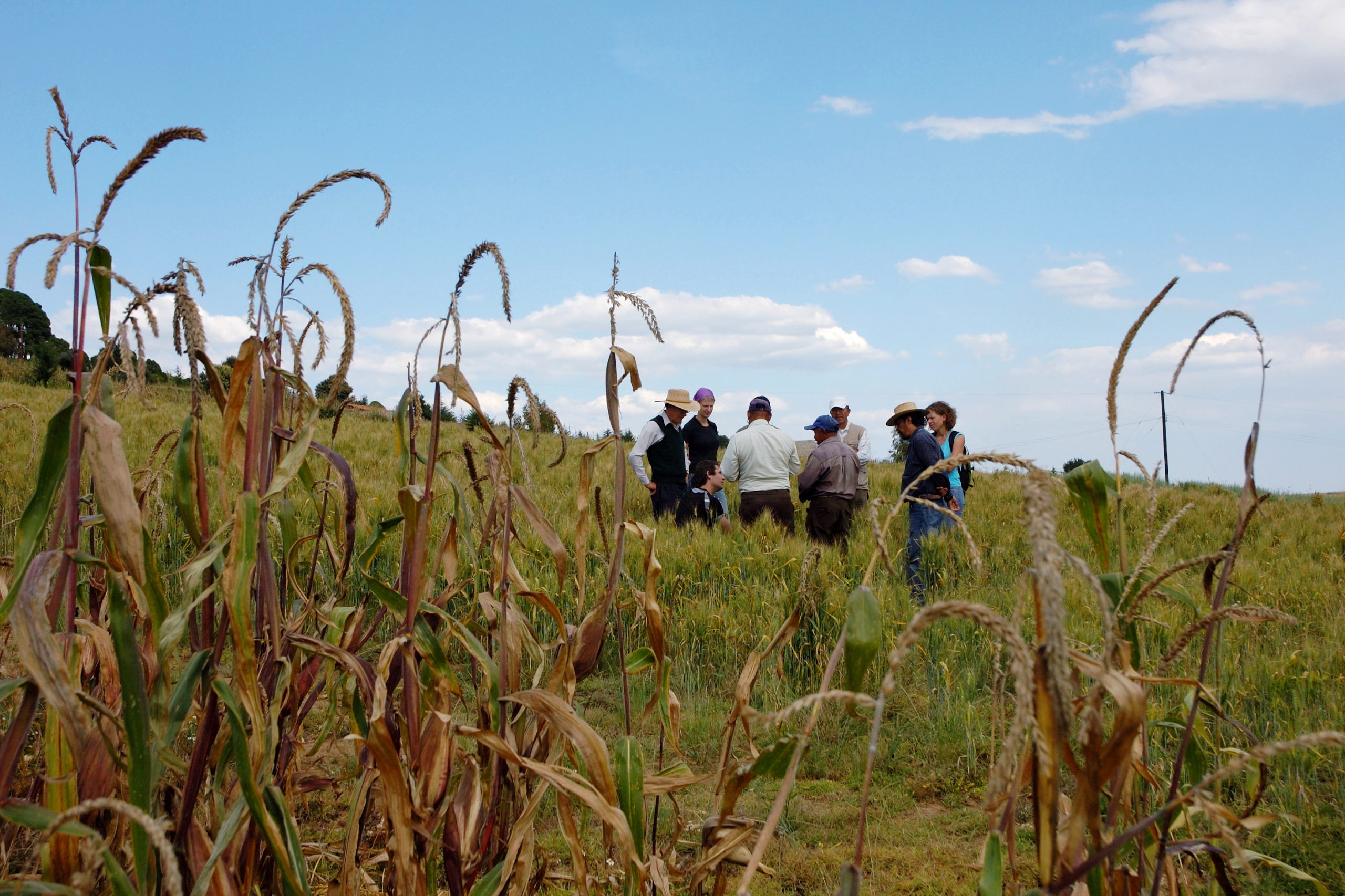 Background image for CIMMYT