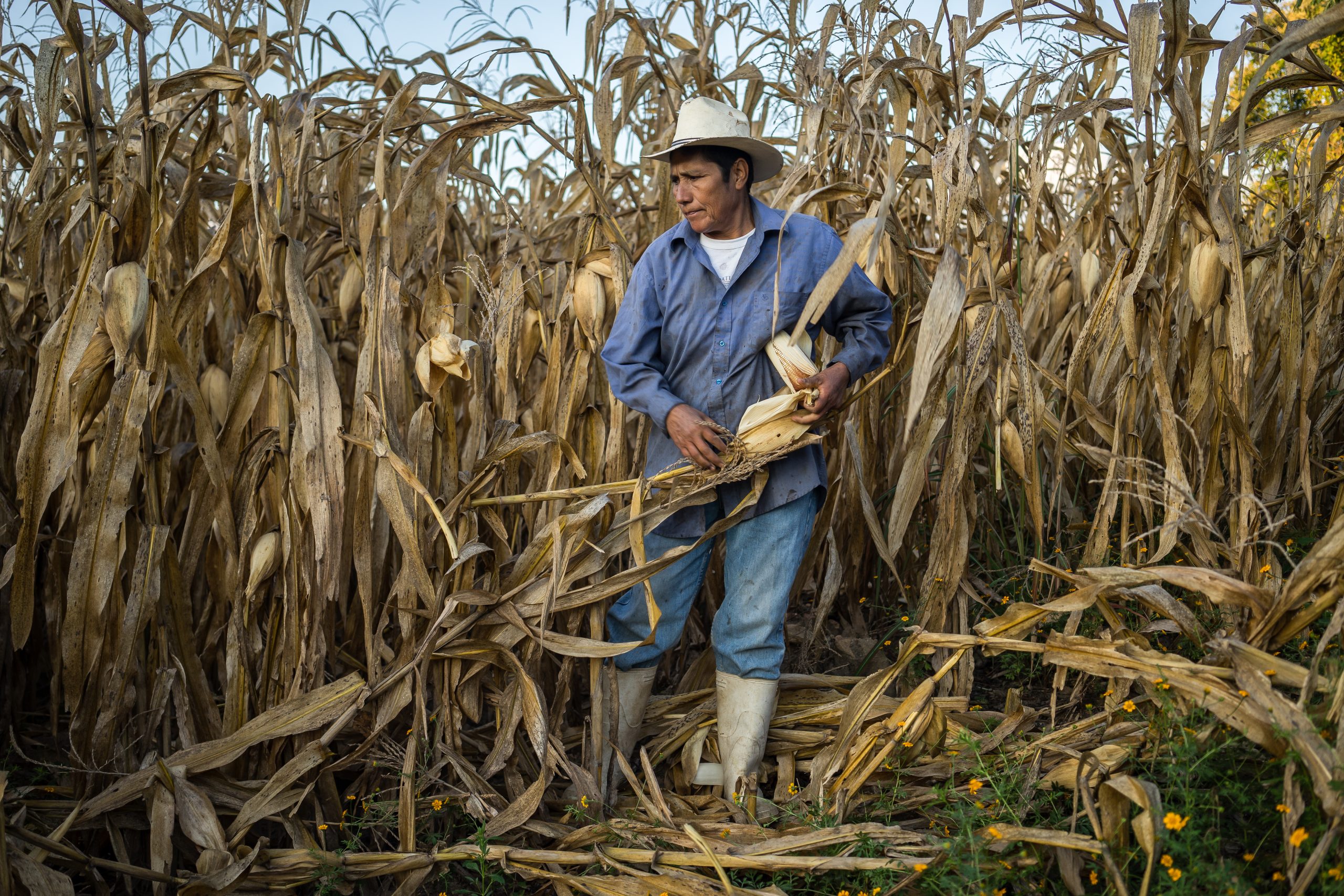 Promoción de la pequeña agricultura en México – CIMMYT