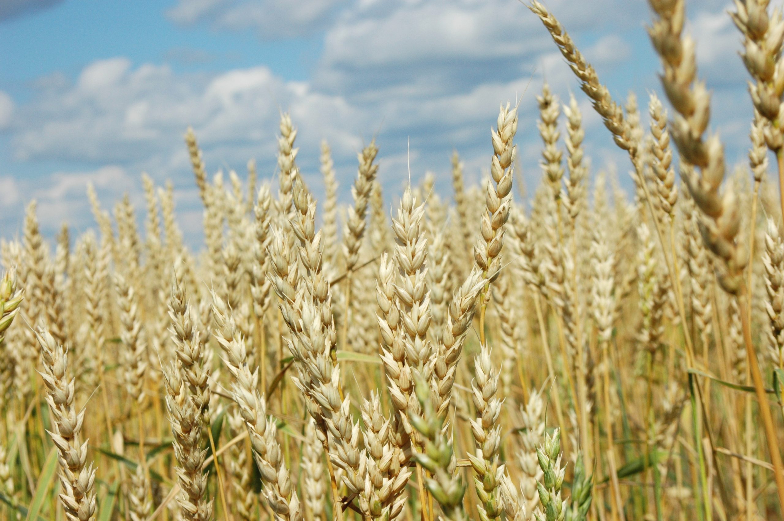 Background image for CIMMYT