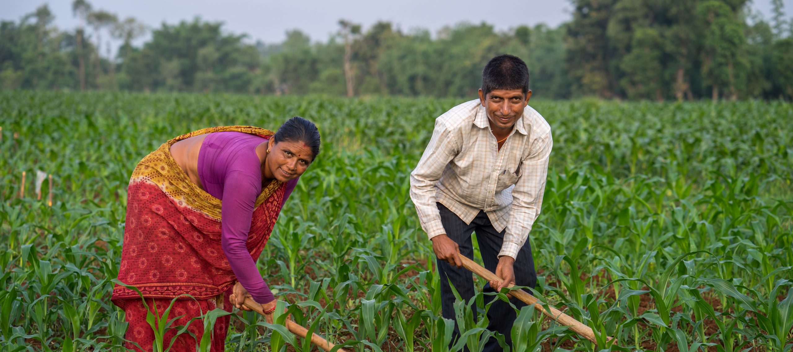 Background image for CIMMYT