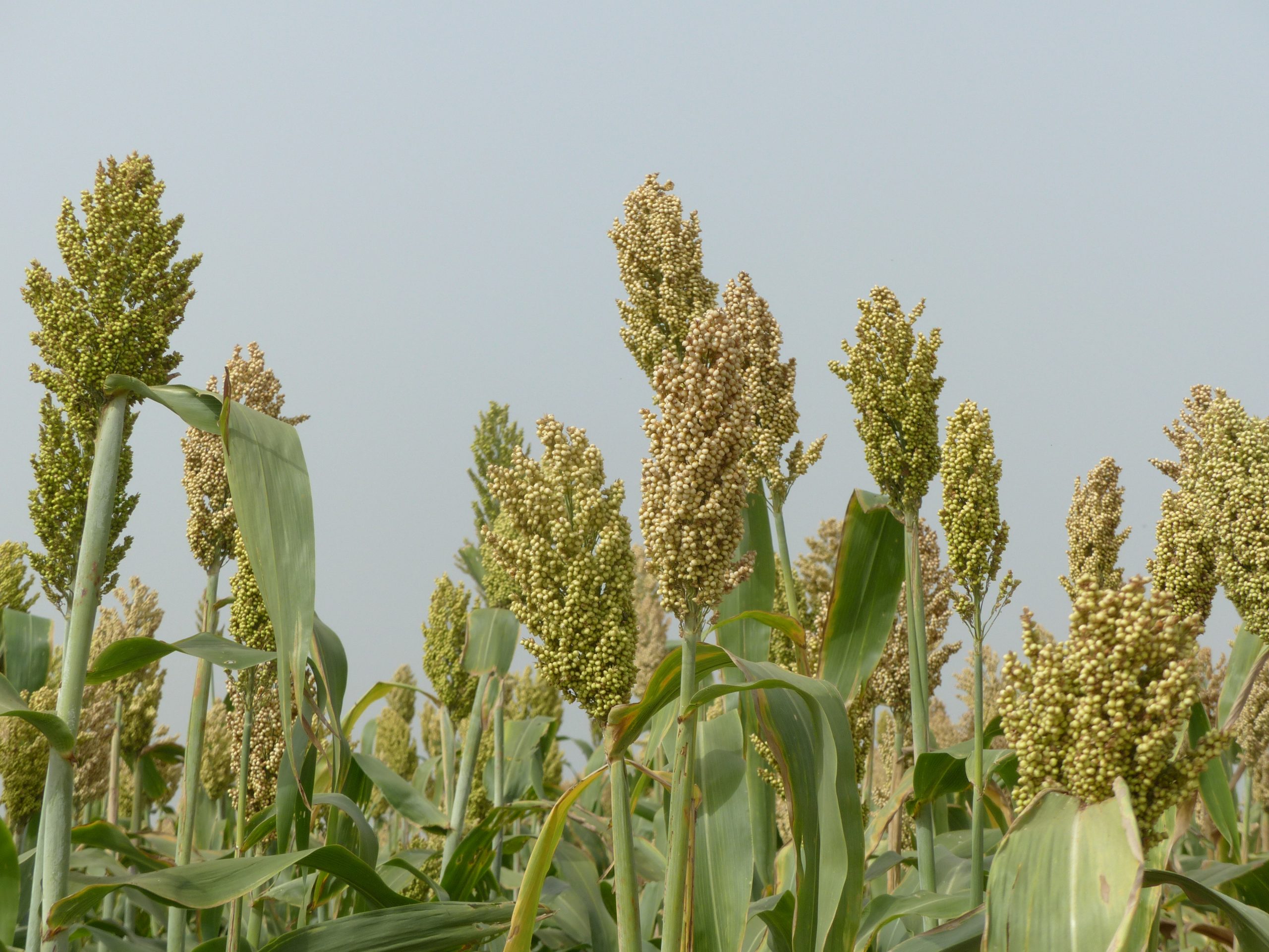 Background image for CIMMYT