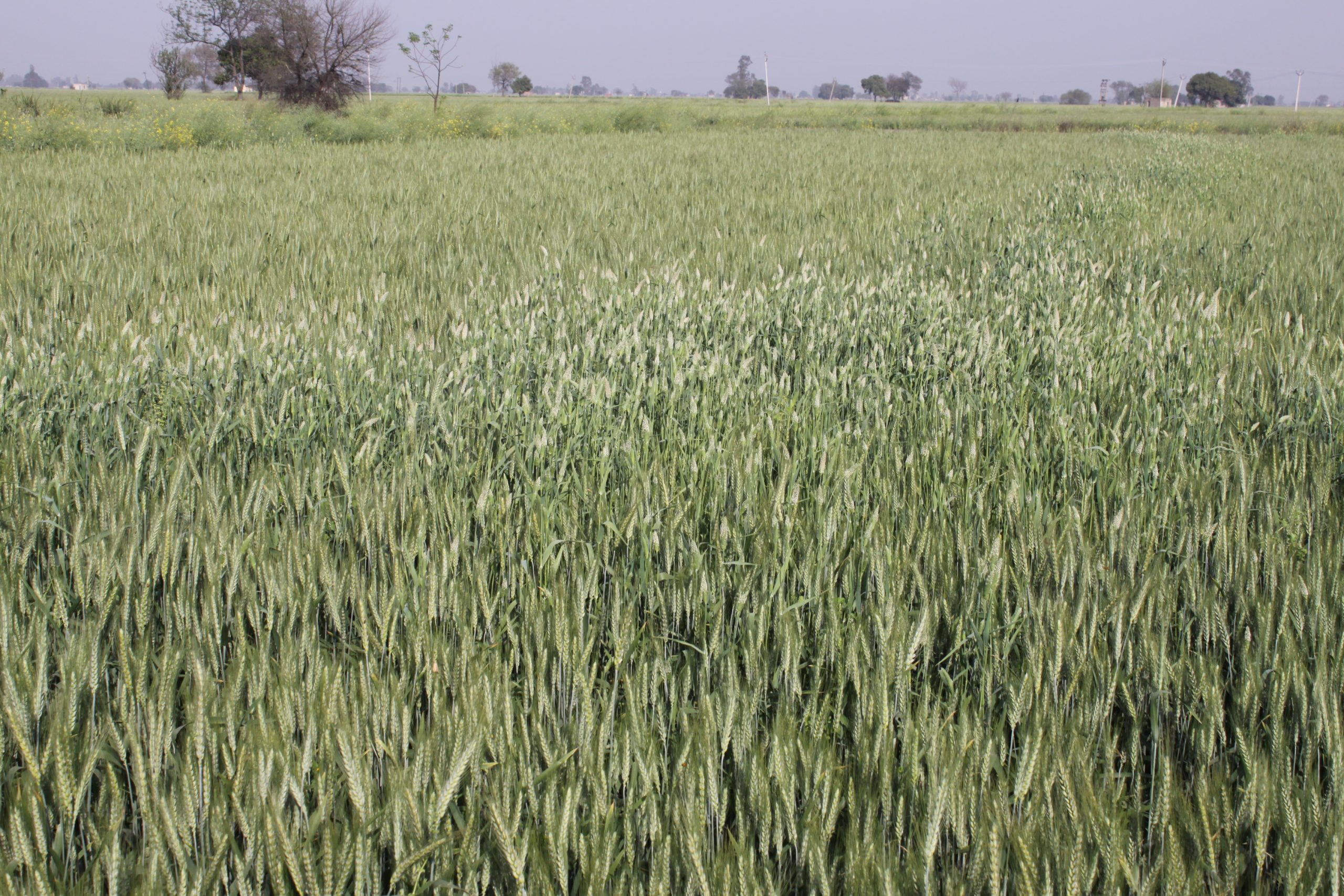 Background image for CIMMYT