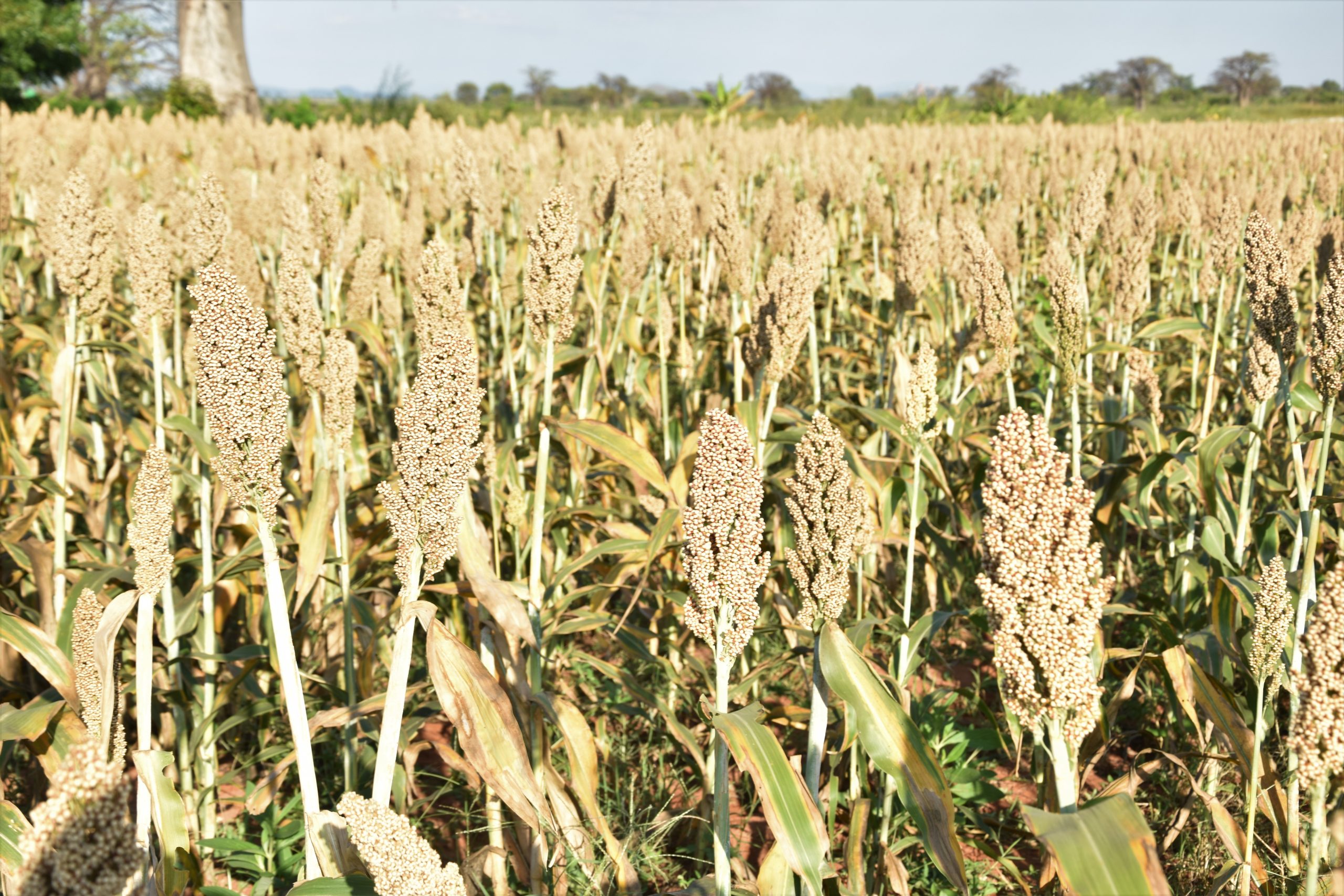 Background image for CIMMYT