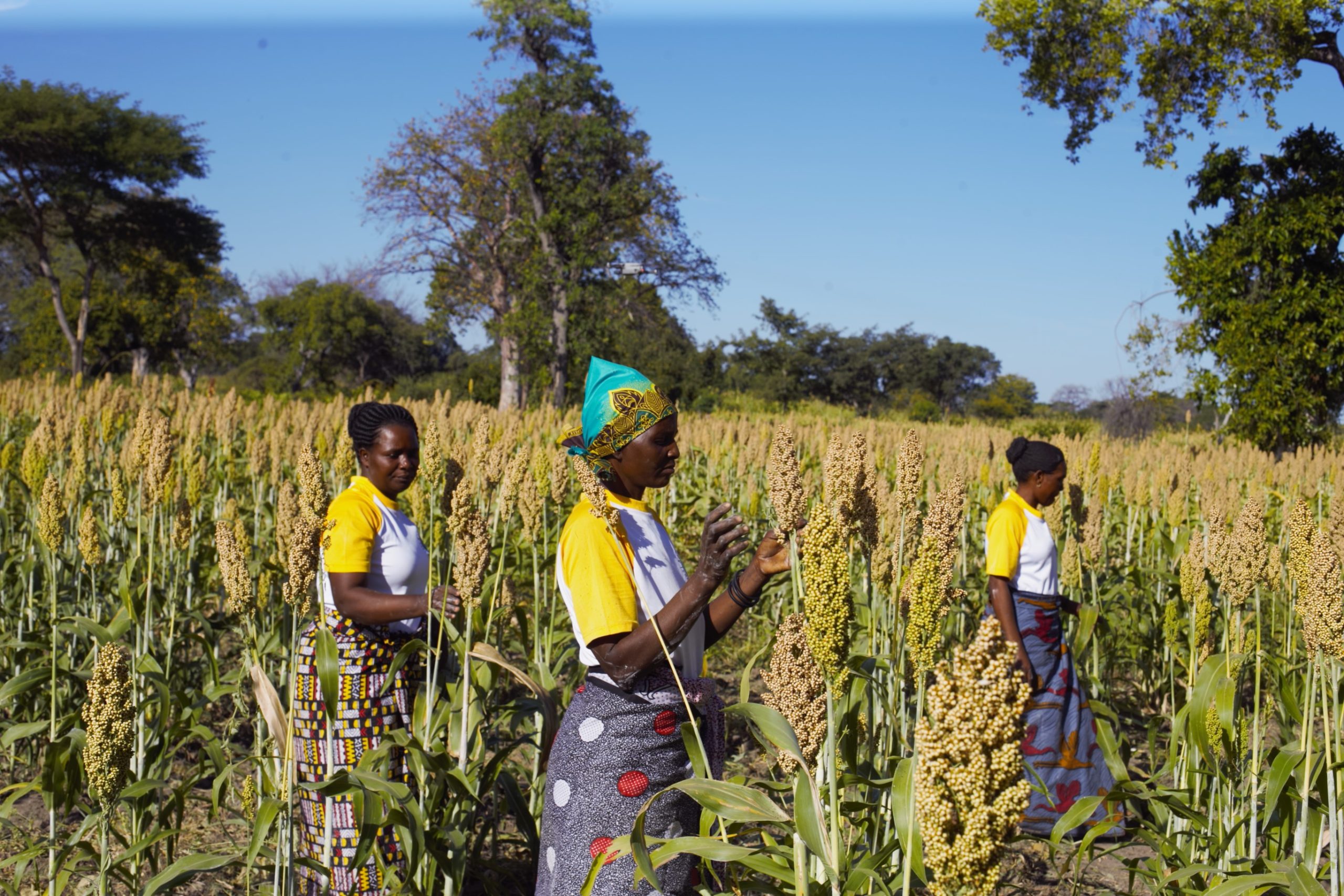 Background image for CIMMYT