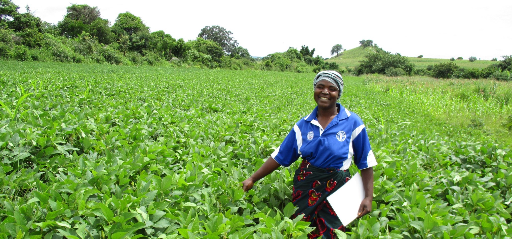 Background image for CIMMYT