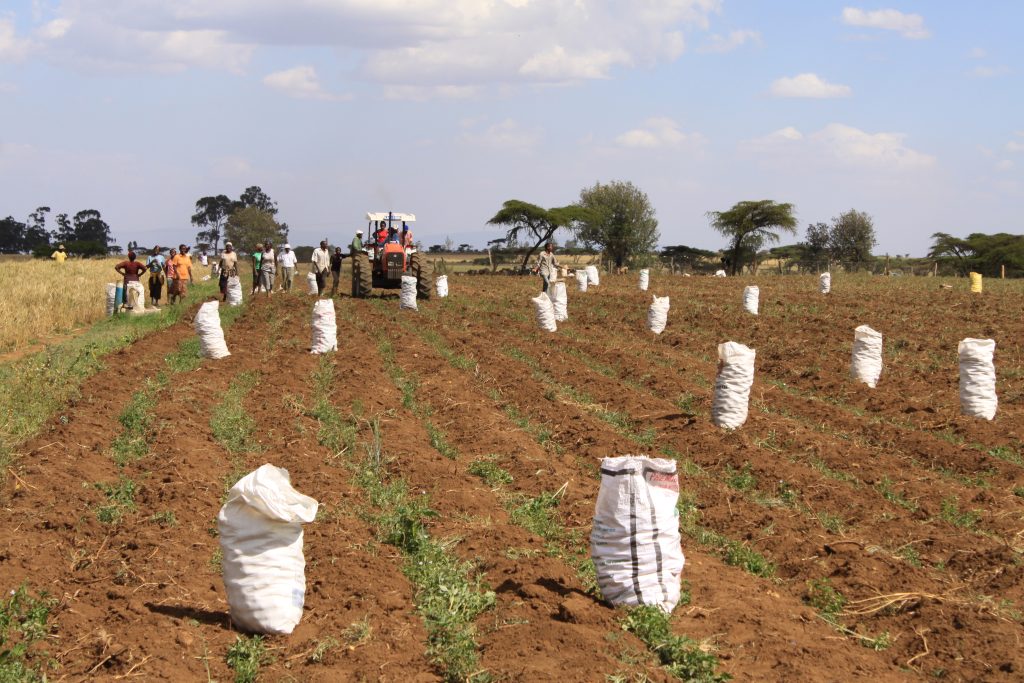 Background image for CIMMYT