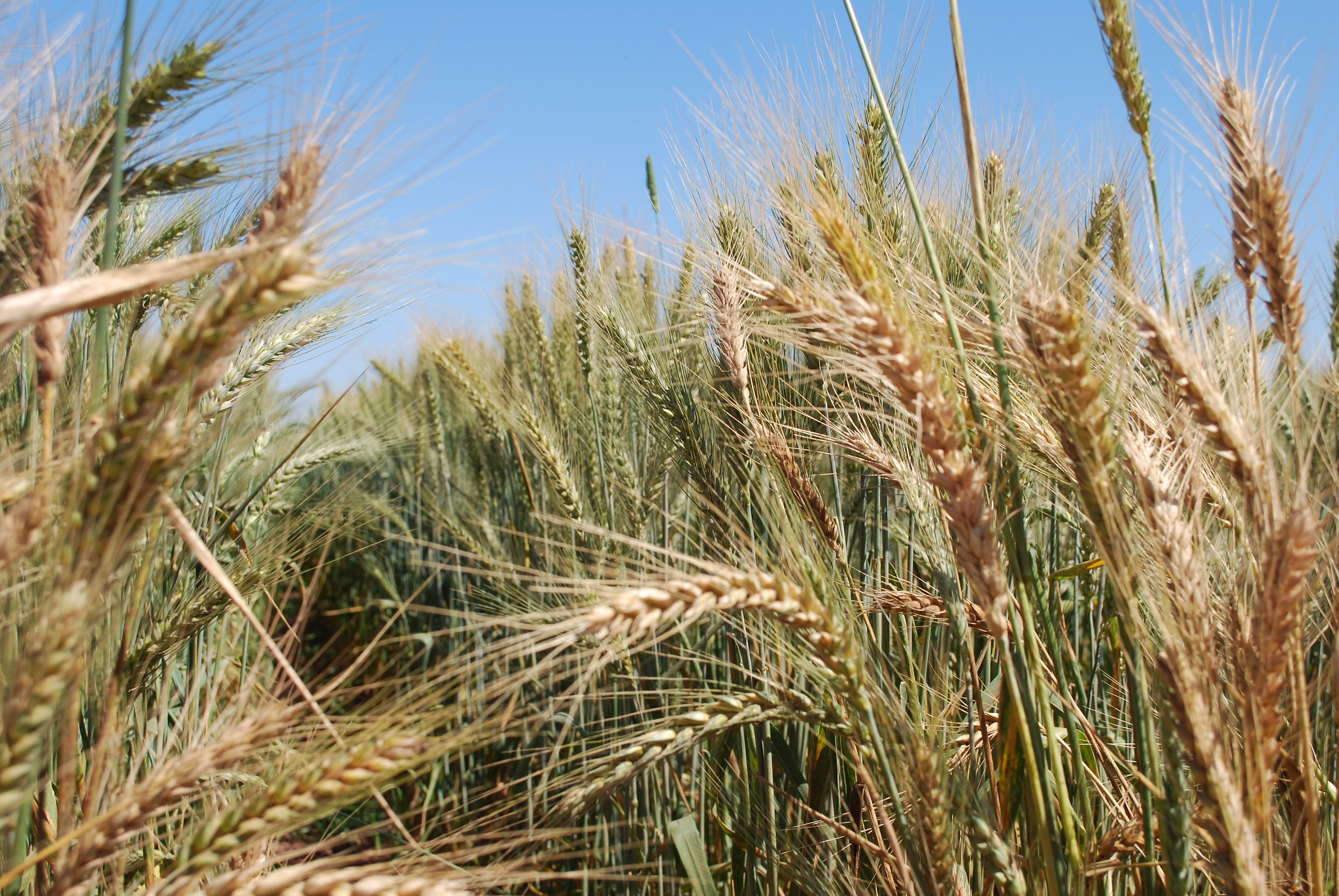 Background image for CIMMYT