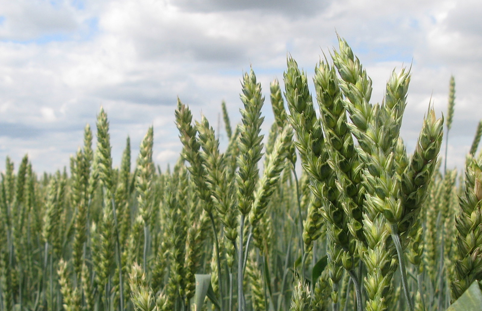 Background image for CIMMYT