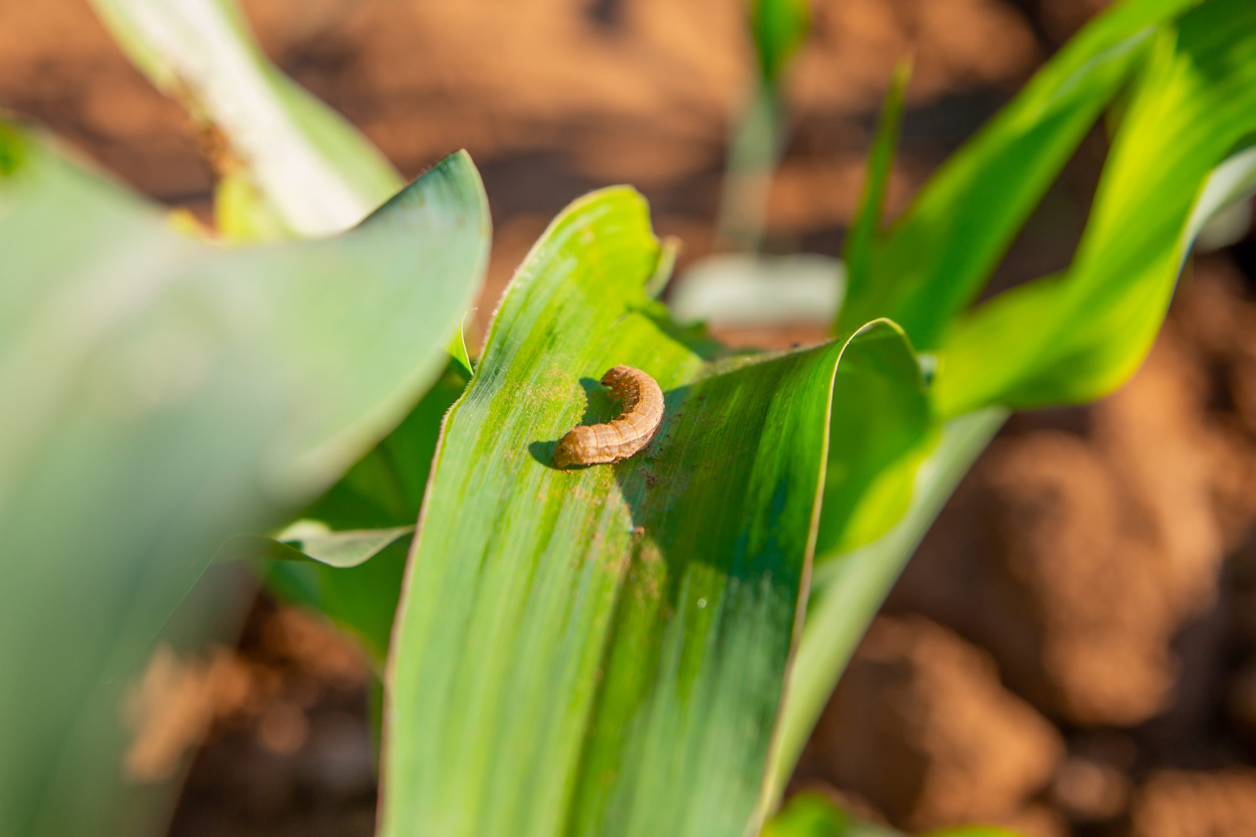 Background image for CIMMYT