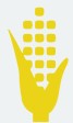 Maize Icon