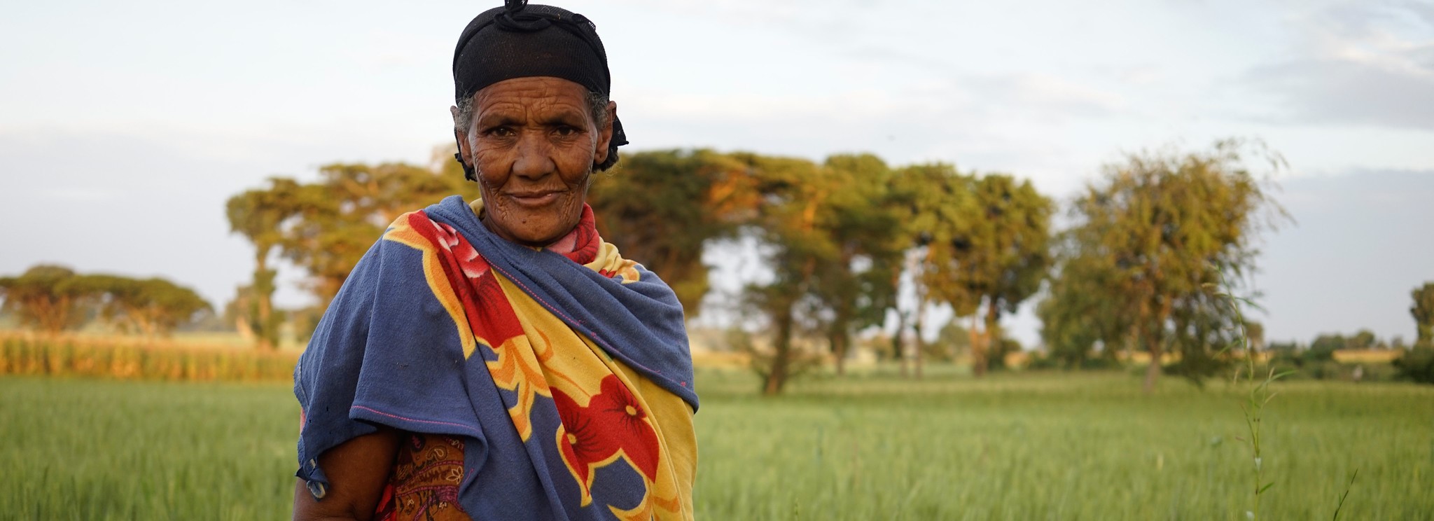 Background image for CIMMYT