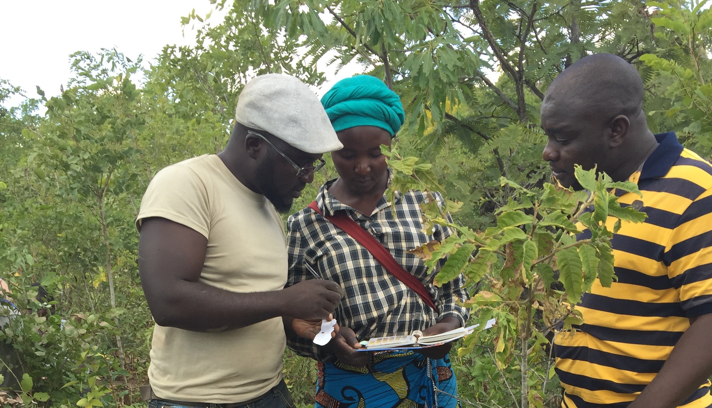 Background image for CIMMYT