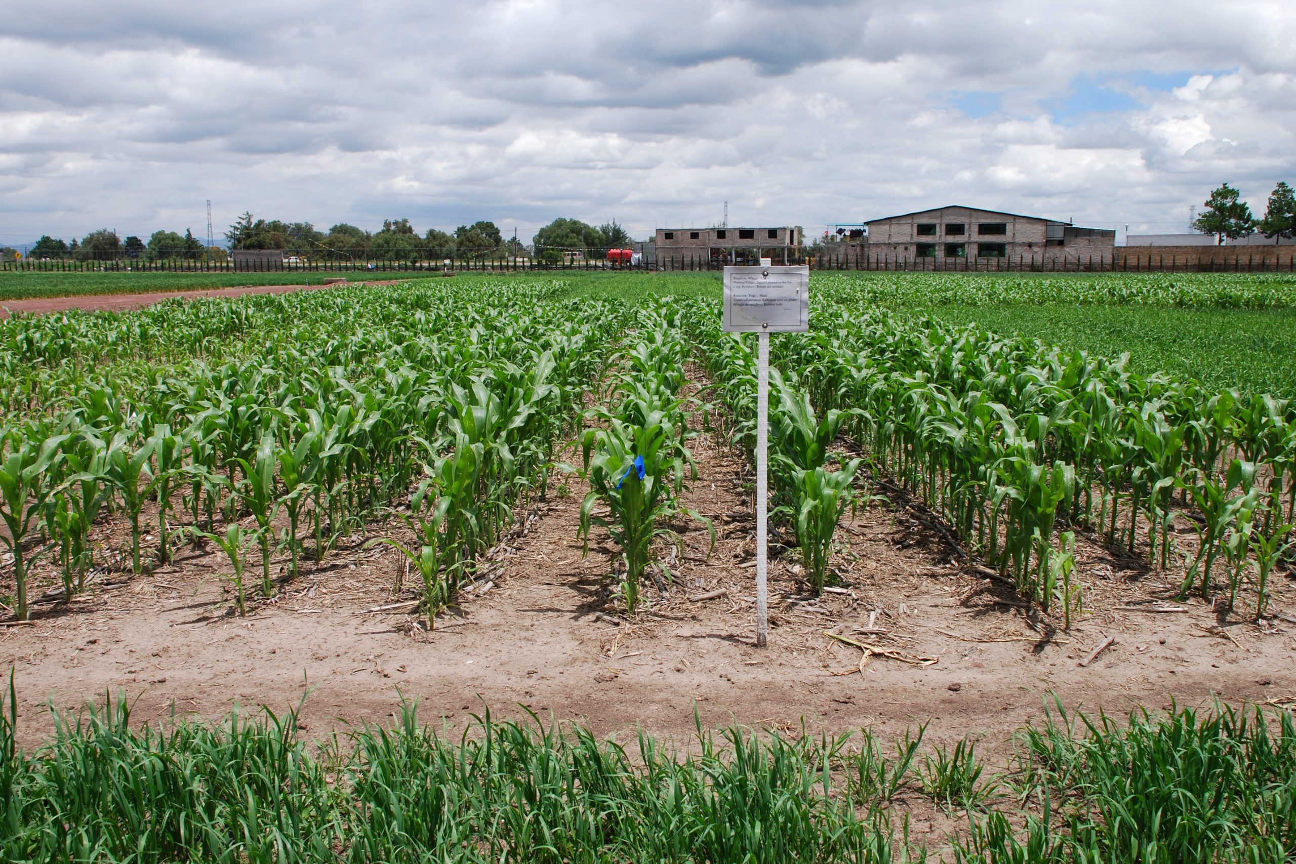 Background image for CIMMYT